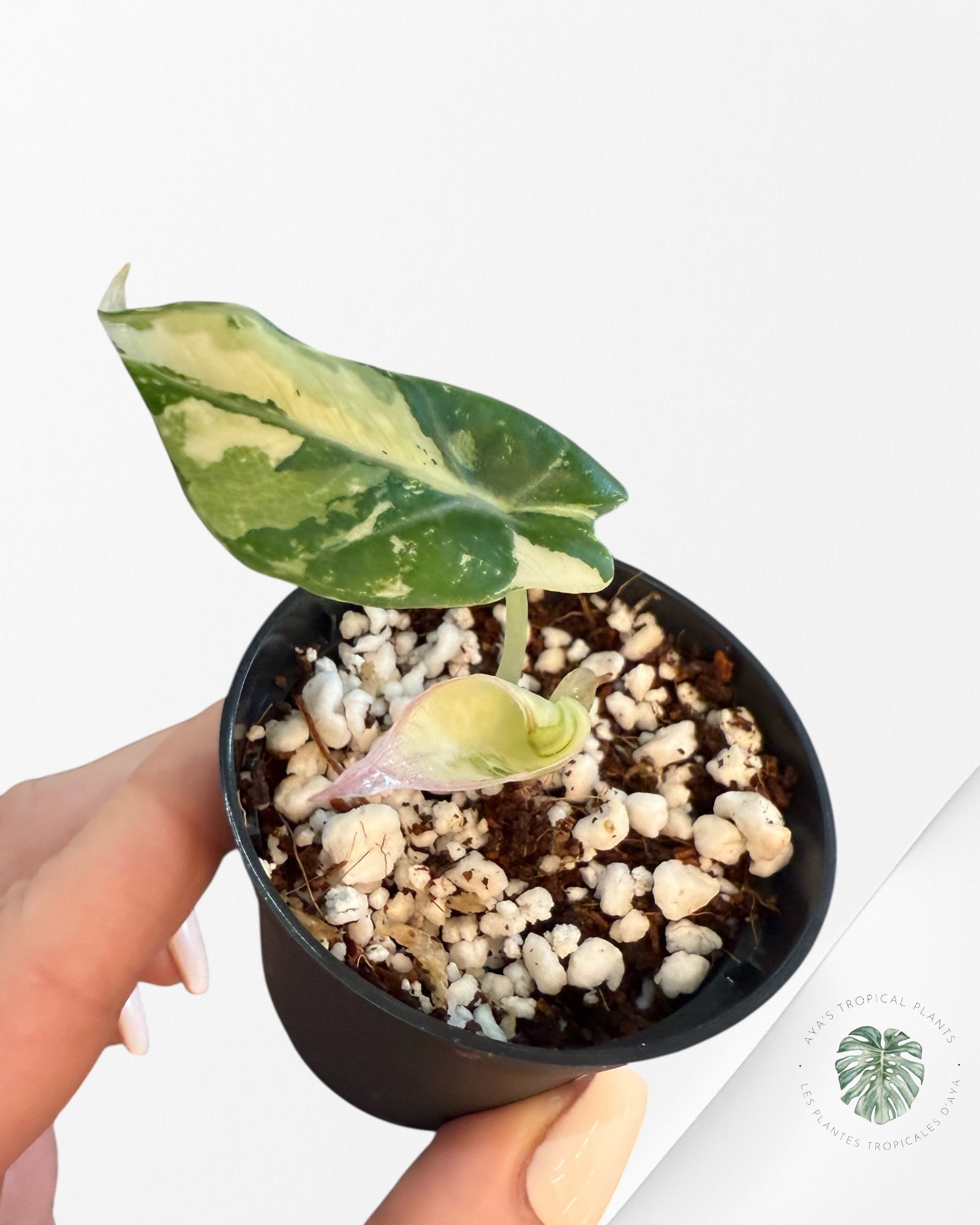 Alocasia Black Velvet Pink Variegated - 4