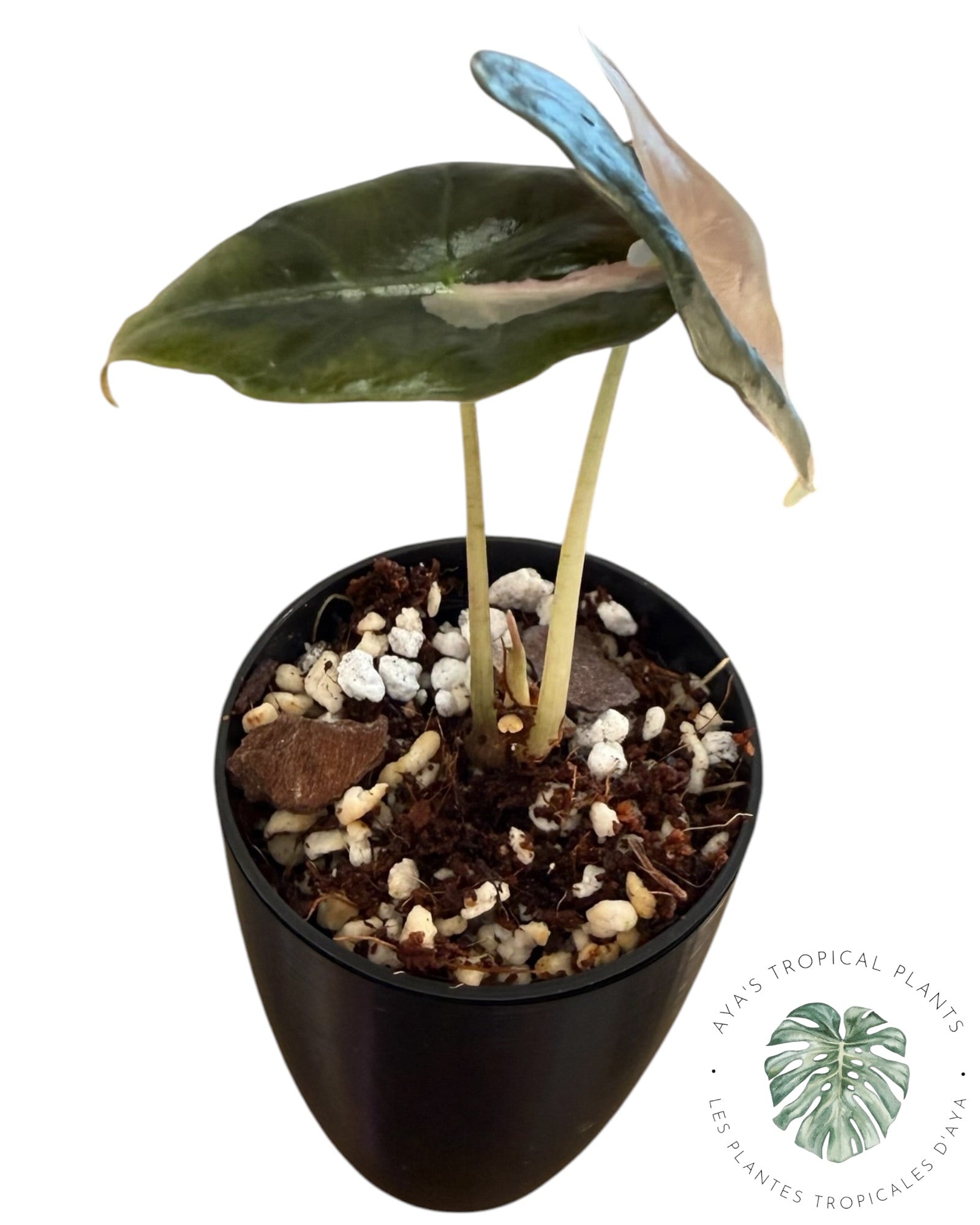 Alocasia Nobilis Pink Variegated