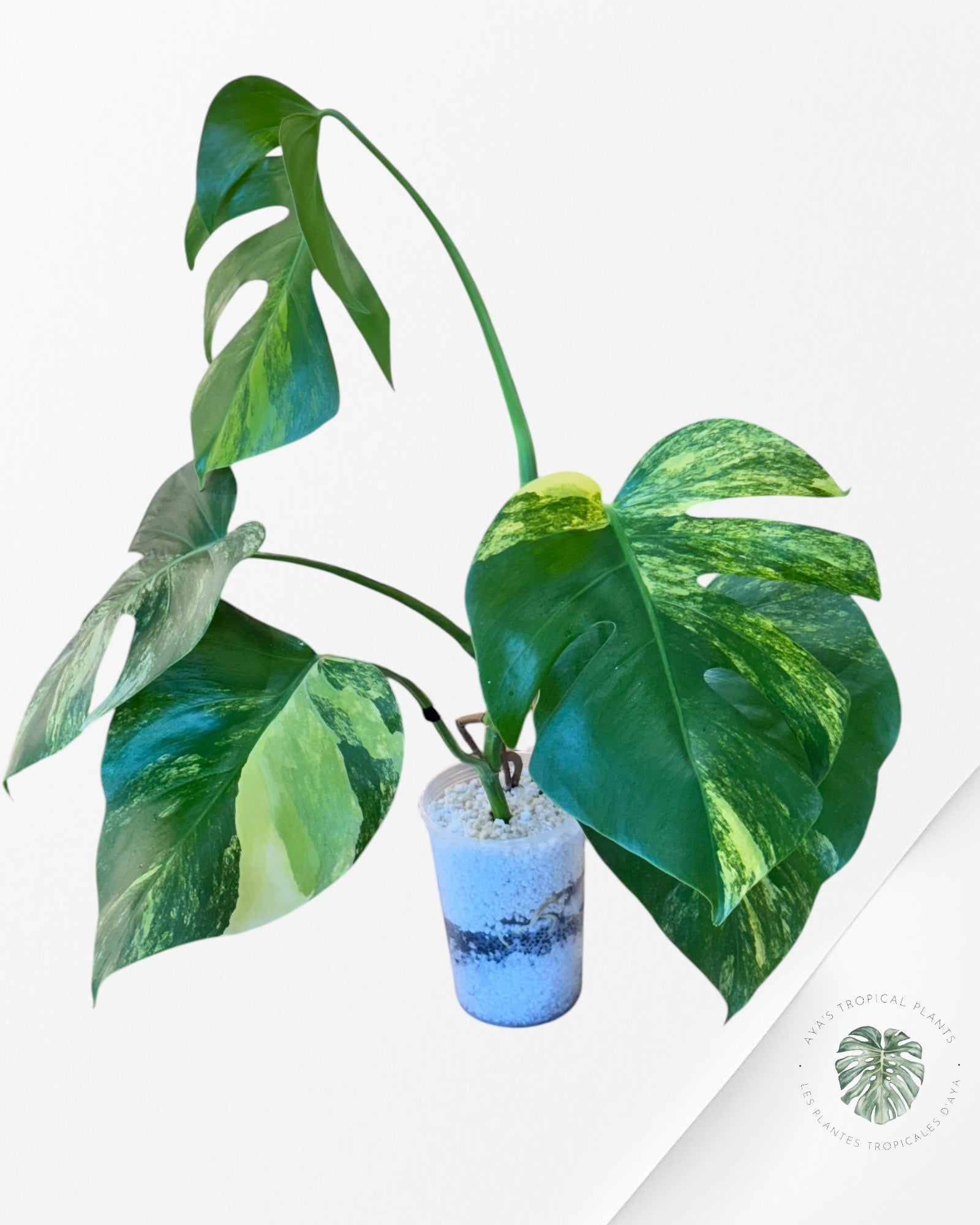 Monstera Aurea - LU2
