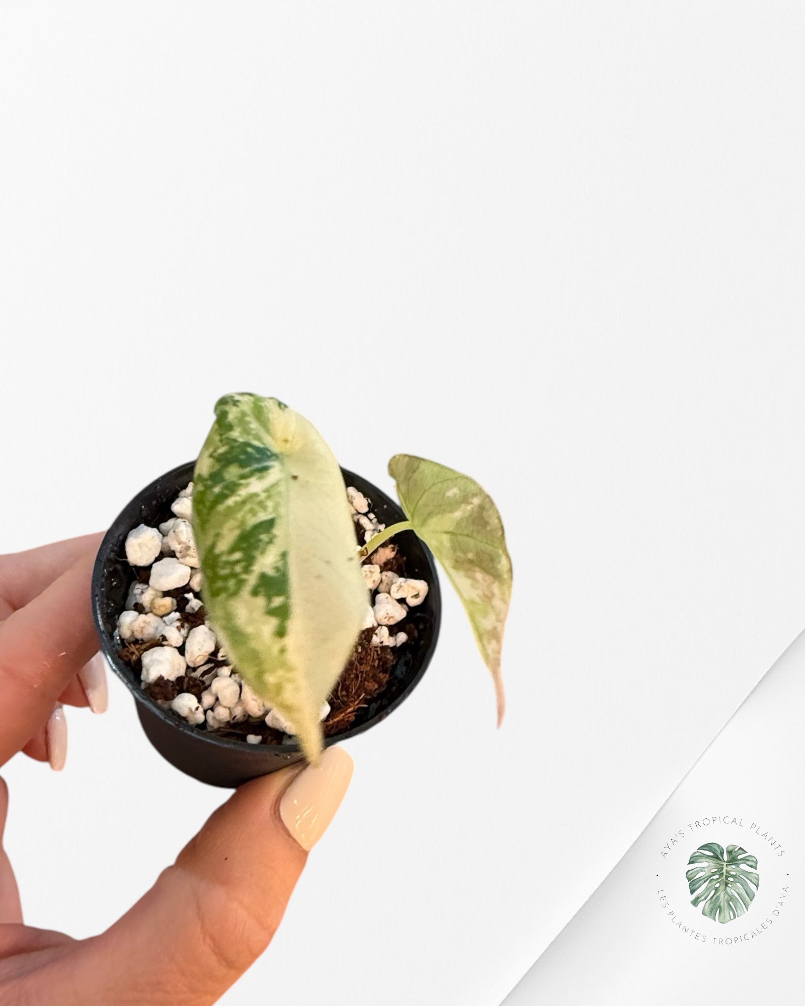 Alocasia Black Velvet Pink Variegated - 21