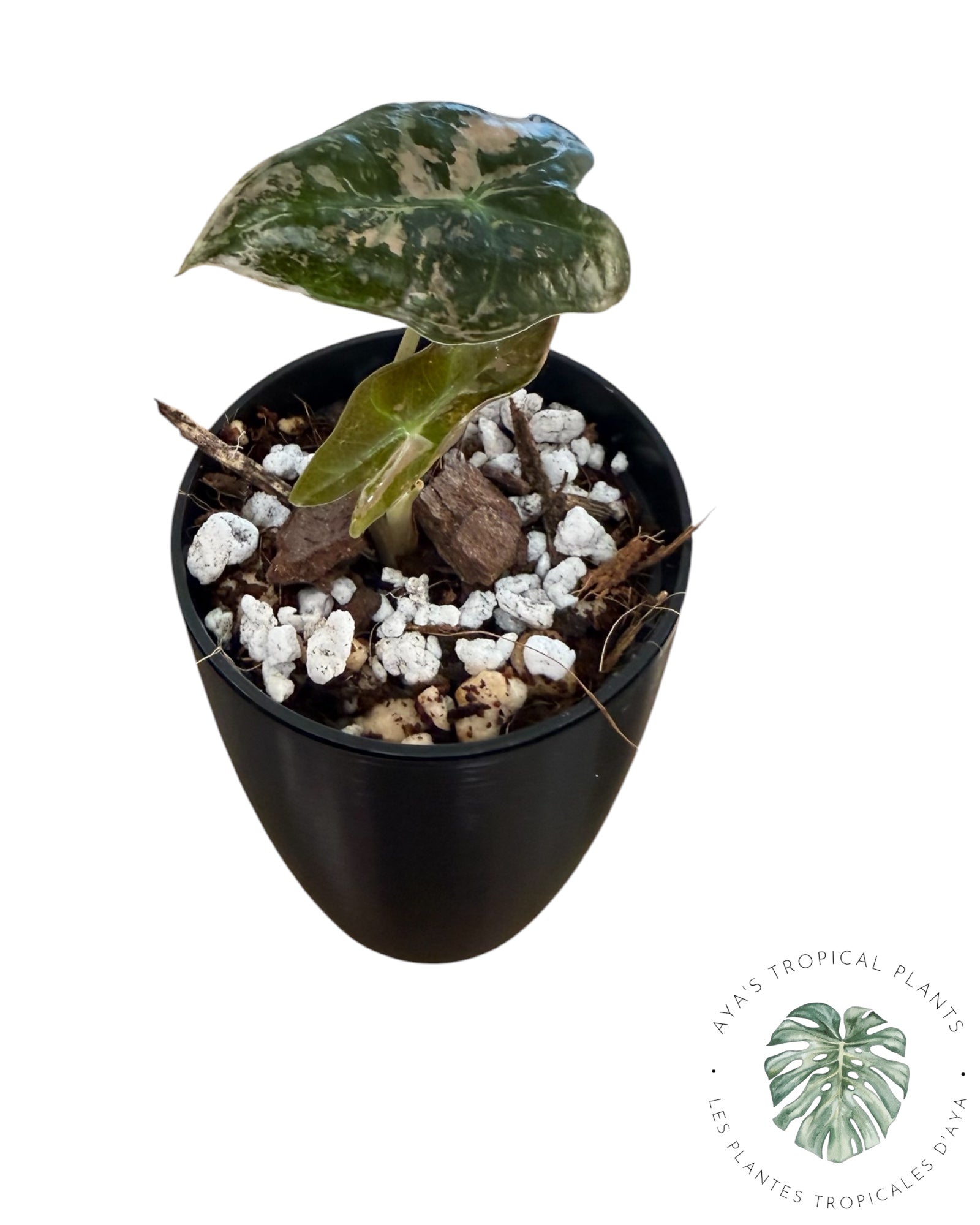 Alocasia Nobilis Pink Variegated