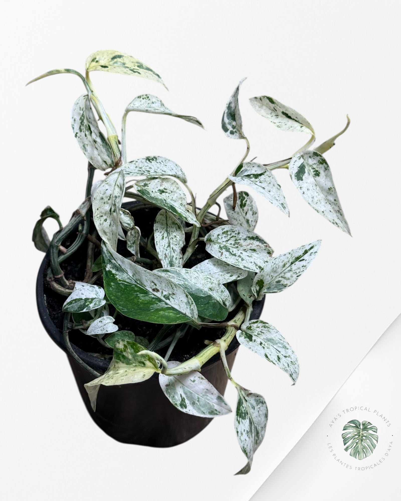 Epipremnum SP Bali Hanoman Variegated-SP20