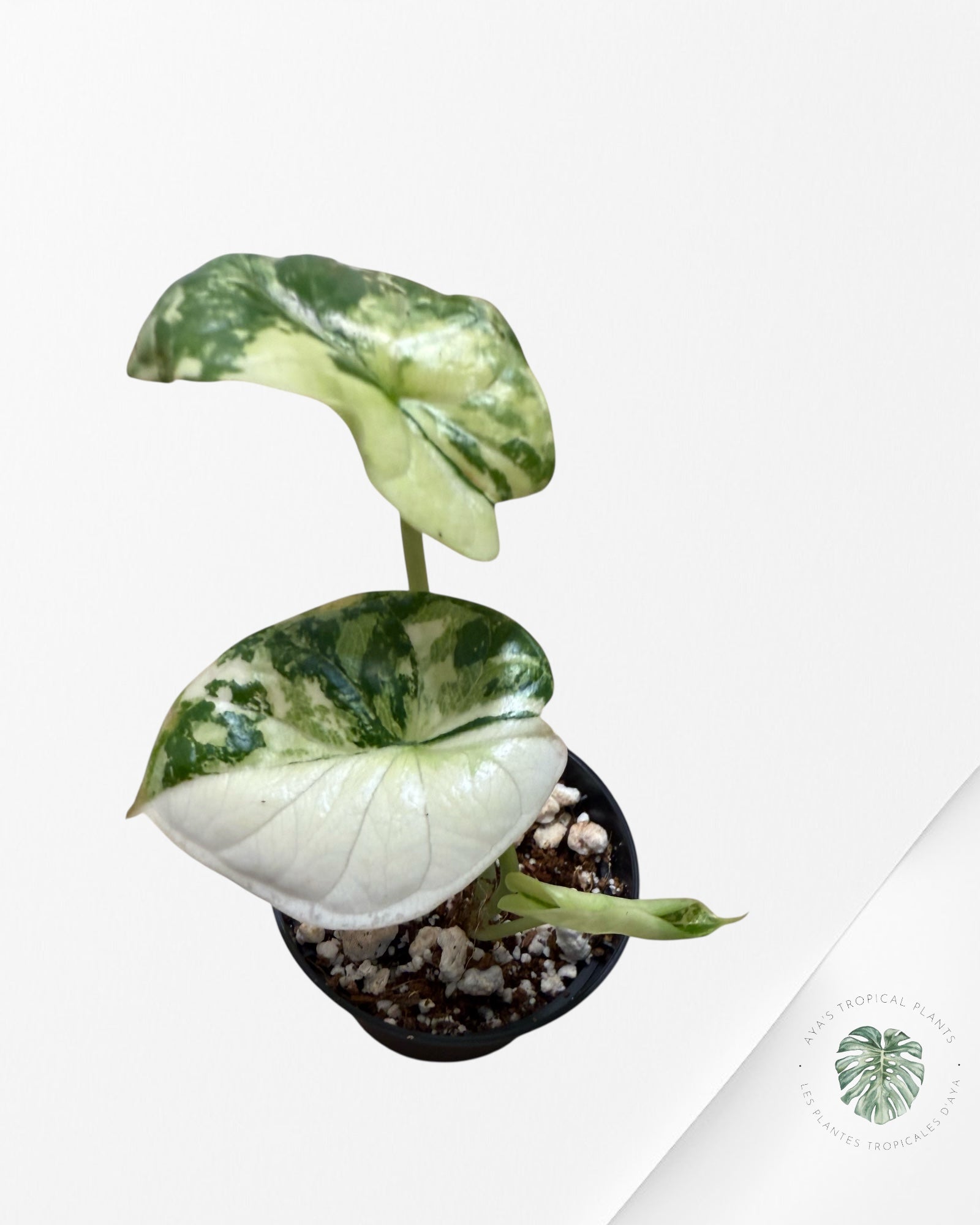 Alocasia Dragon Scale Variegated Albo ( Grade A) - TC100