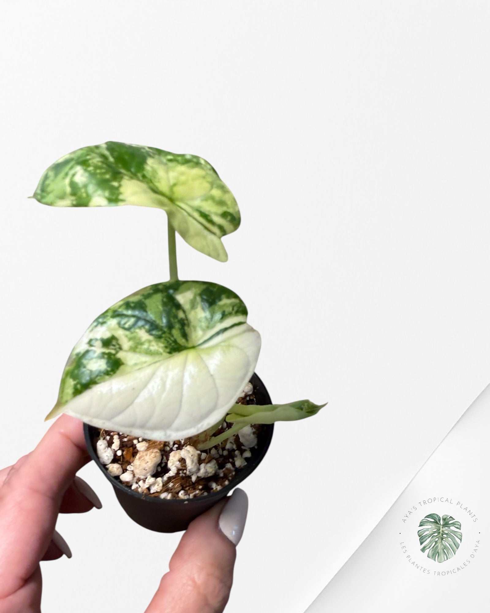 Alocasia Dragon Scale Variegated Albo ( Grade A) - TC100