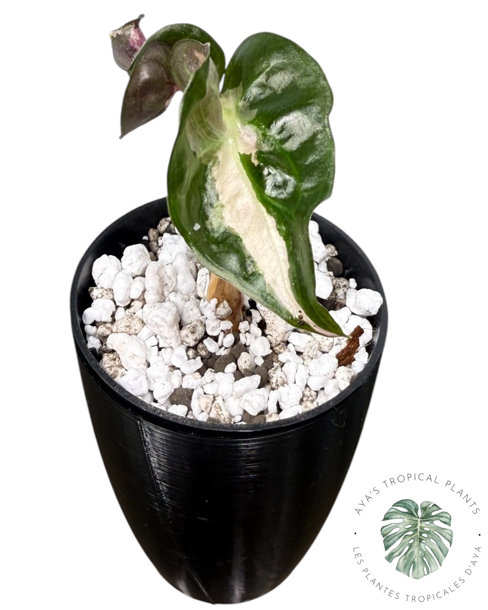 Alocasia Polly Lava Variegated