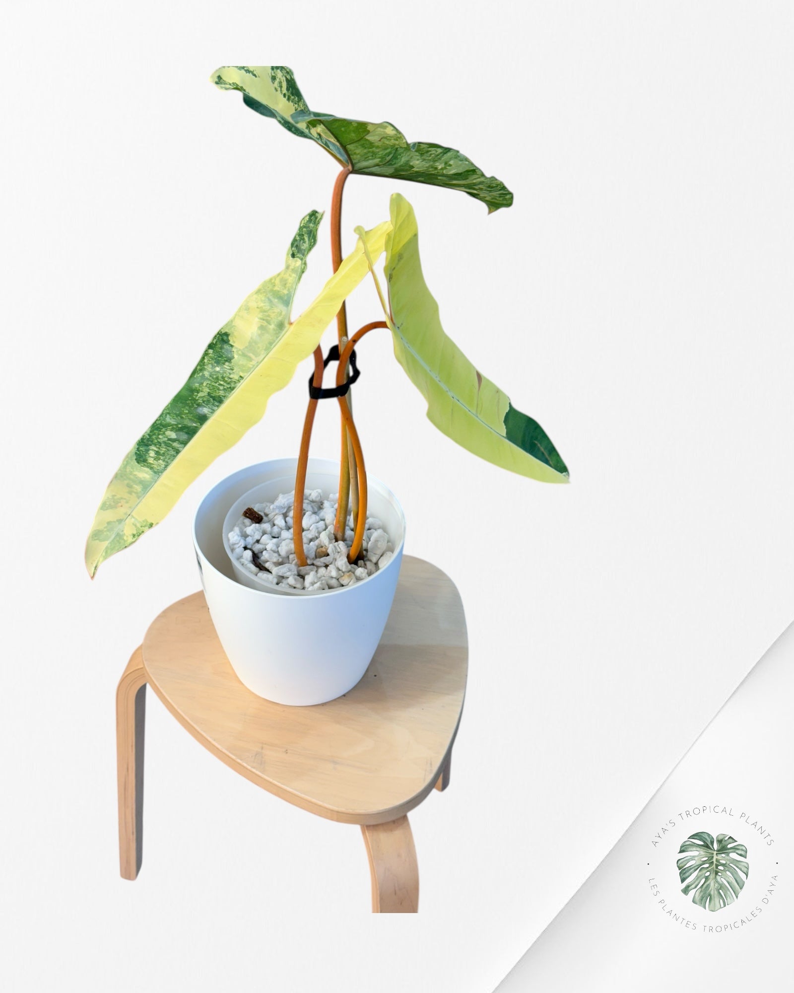 Philodendron Billietiae Variegated-B2