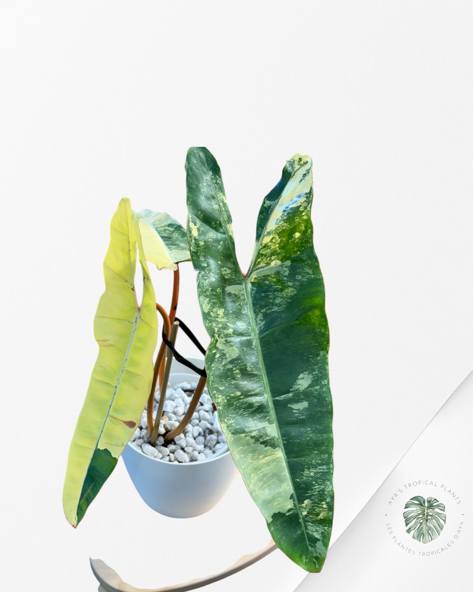 Philodendron Billietiae Variegated-B2