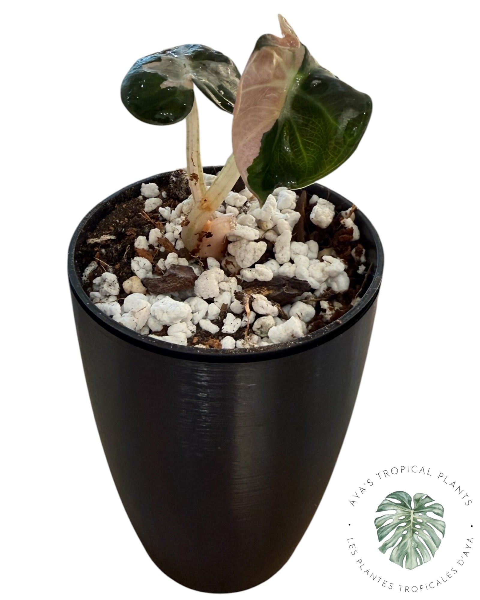 Alocasia Heart Balloon Pink variegated