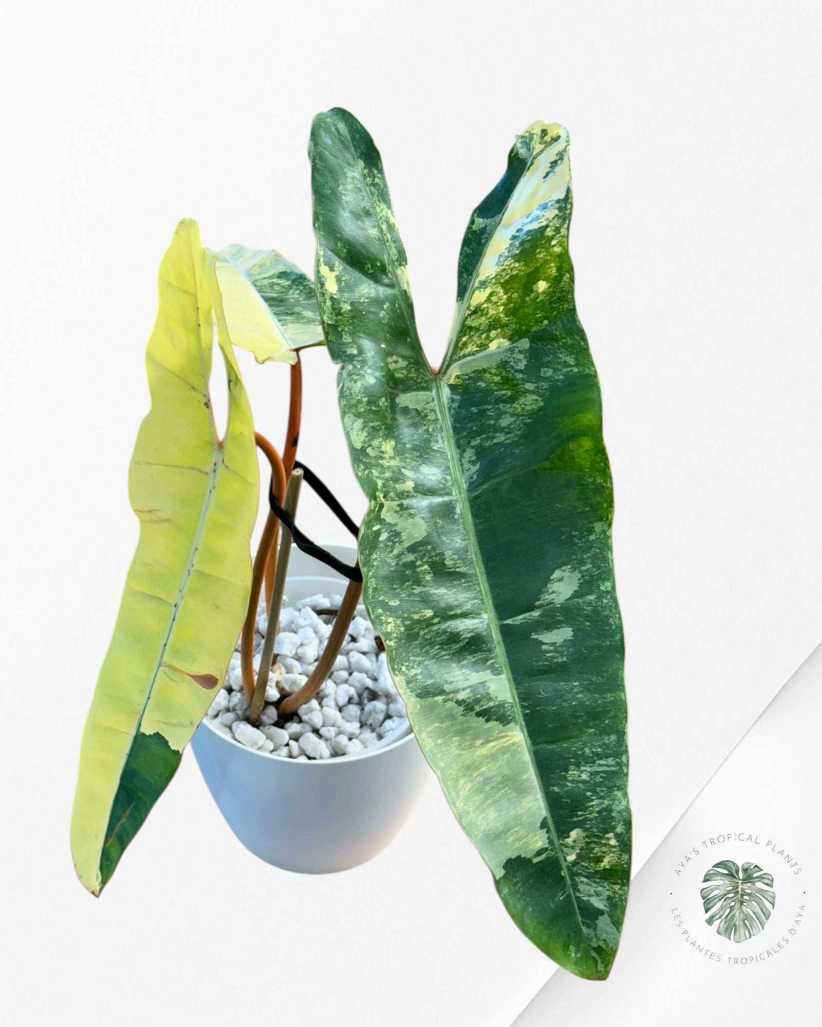 Philodendron Billietiae Variegated-B2