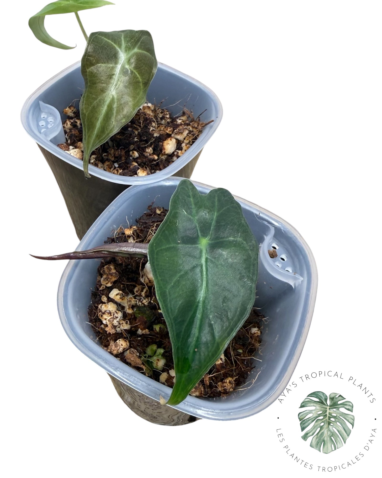 Alocasia Venom *Grower’s Choice*