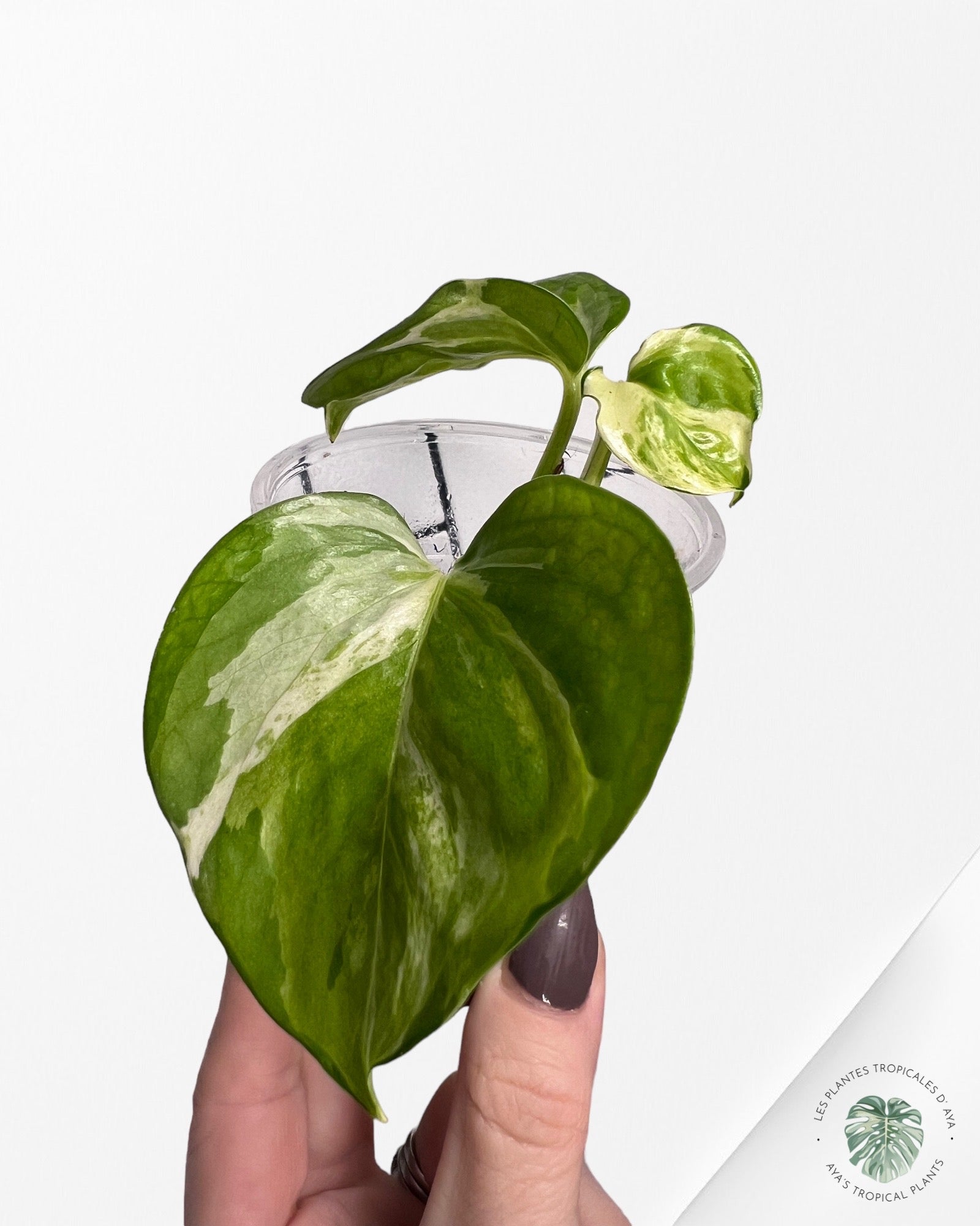 Epipremnum Manjula-1