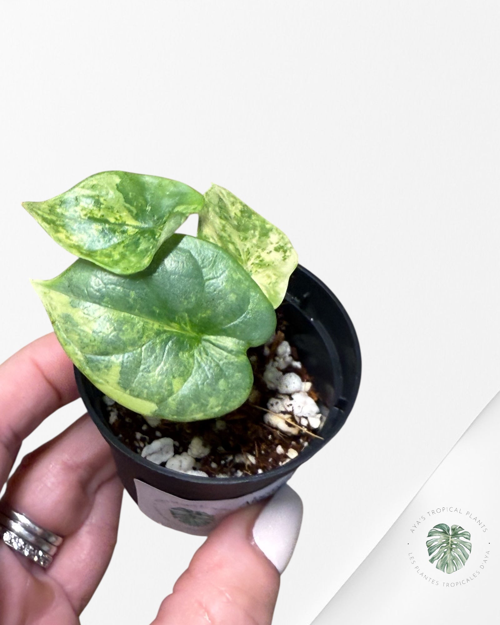 Alocasia Dragon Scale Variegated Aurea - TC8