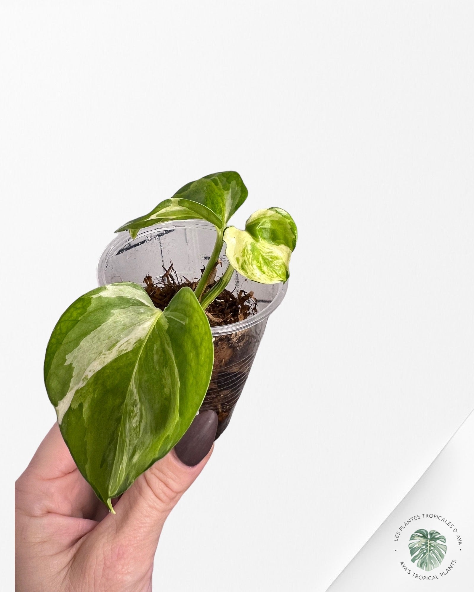 Epipremnum Manjula-1