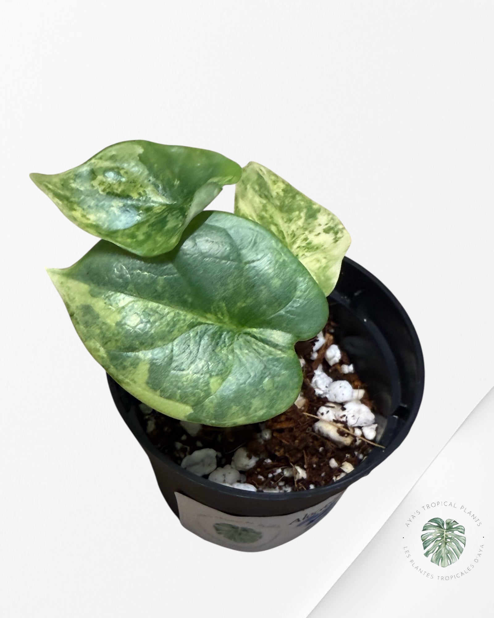 Alocasia Dragon Scale Variegated Aurea - TC8