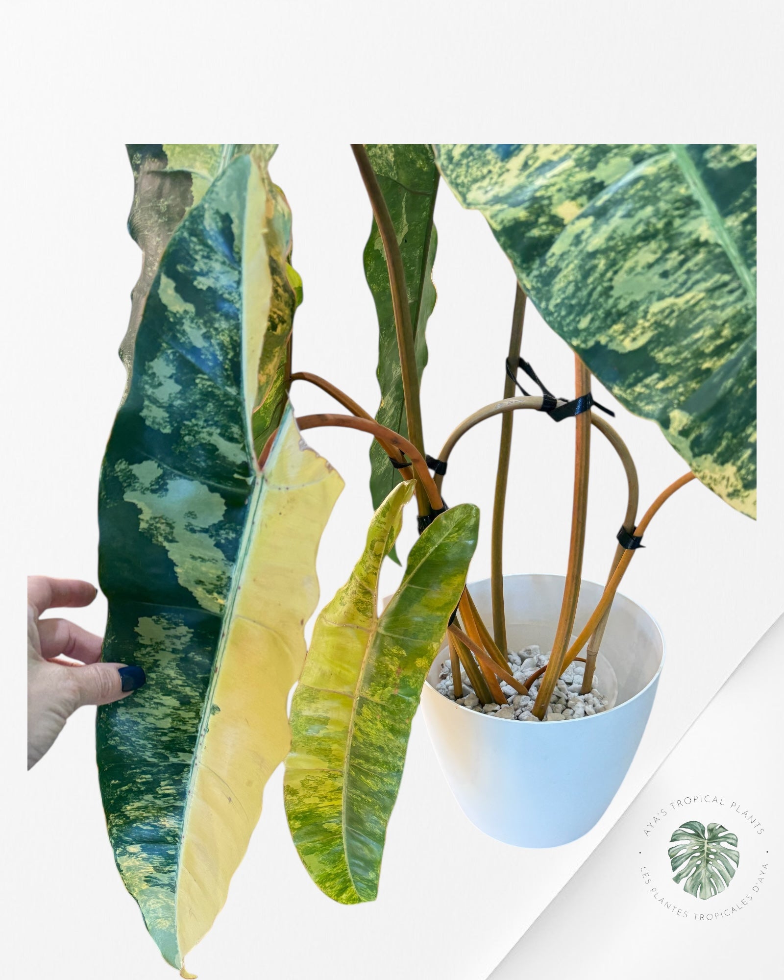 Philodendron Billietiae Variegated- B1