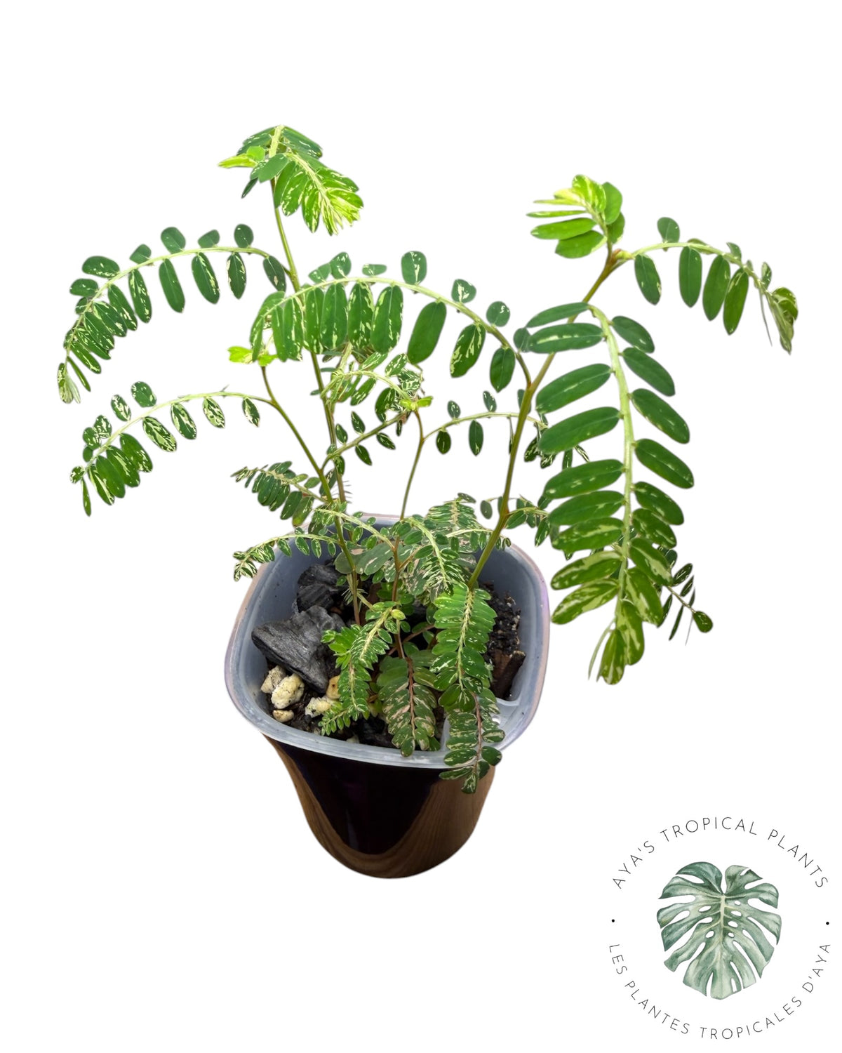 Phyllanthus urinaria 'Pink Variegated