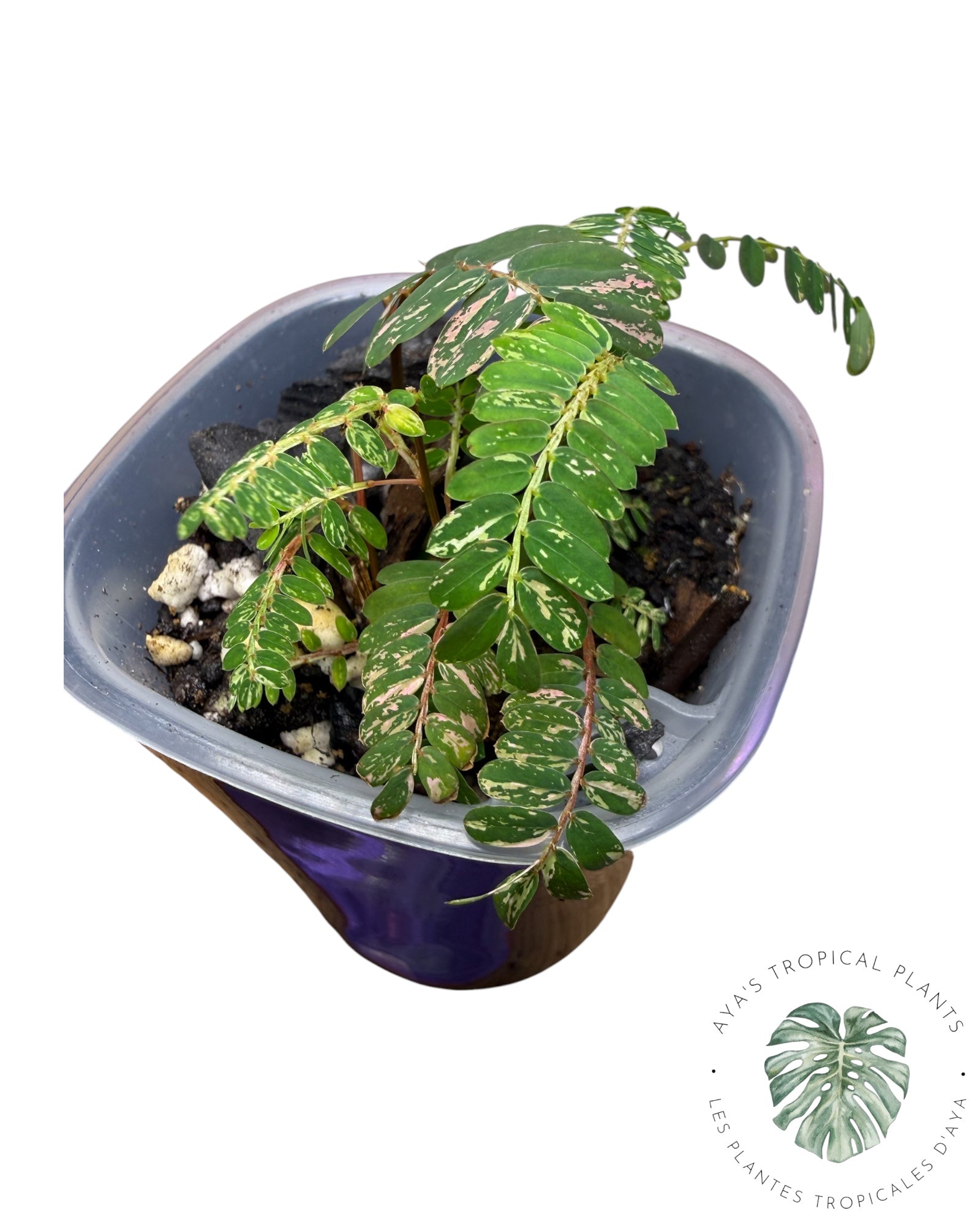 Phyllanthus urinaria 'Pink Variegated