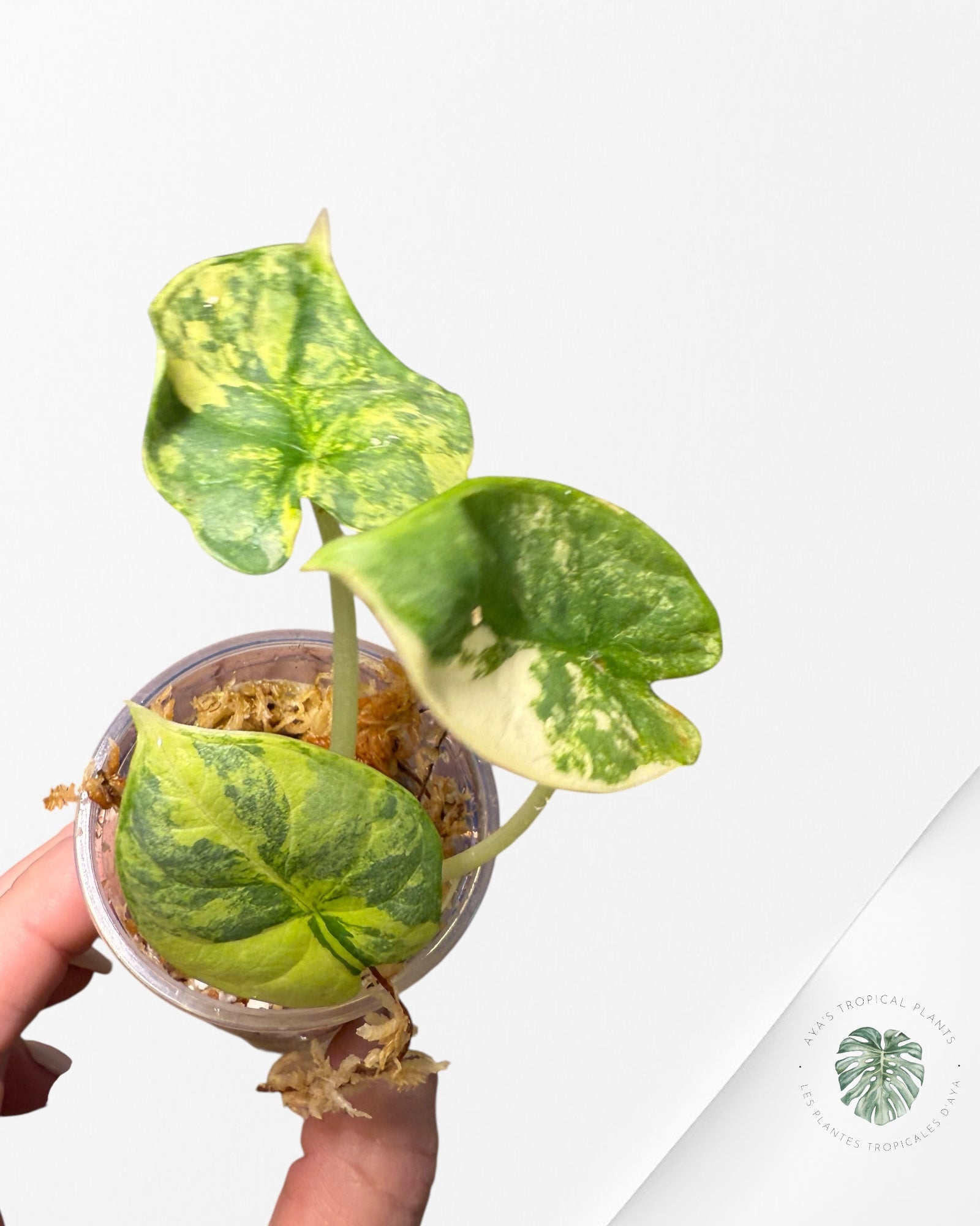 Alocasia Silver Dragon Variegated Aurea -LL