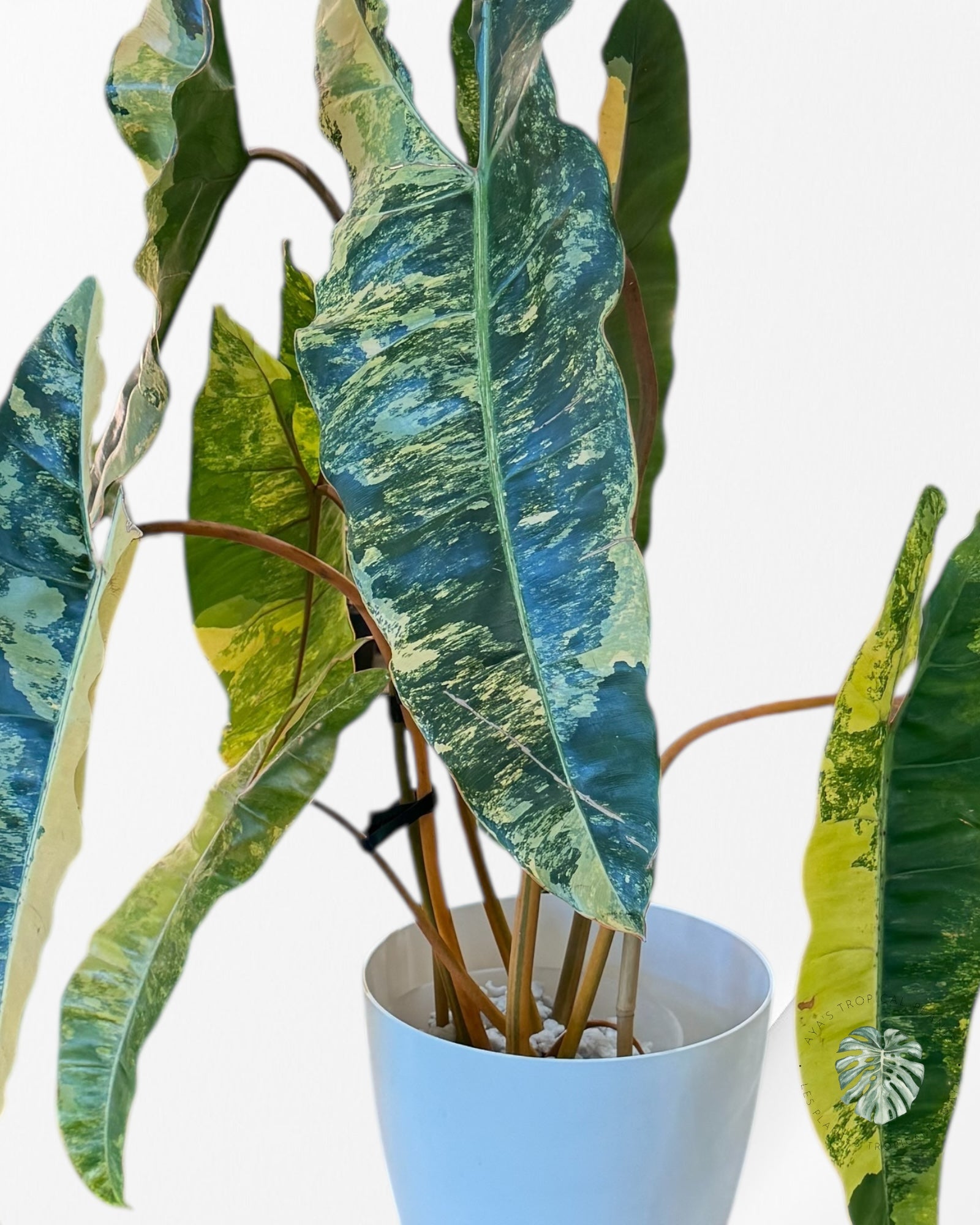 Philodendron Billietiae Variegated- B1