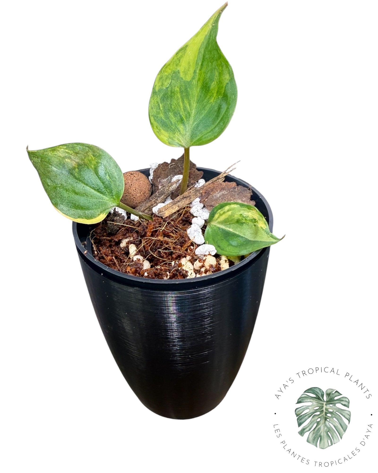 Philodendron Micans Variegated ( Grade A)