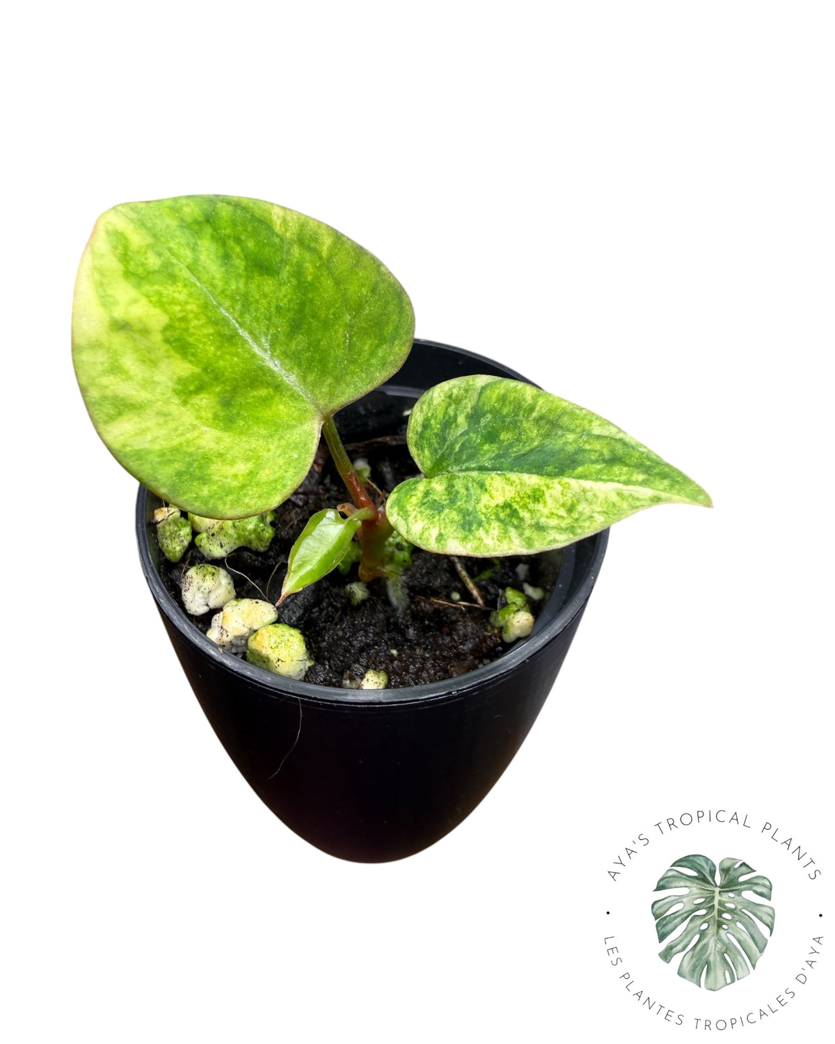 Anthurium Papillilaminum X Magnificum Panaché