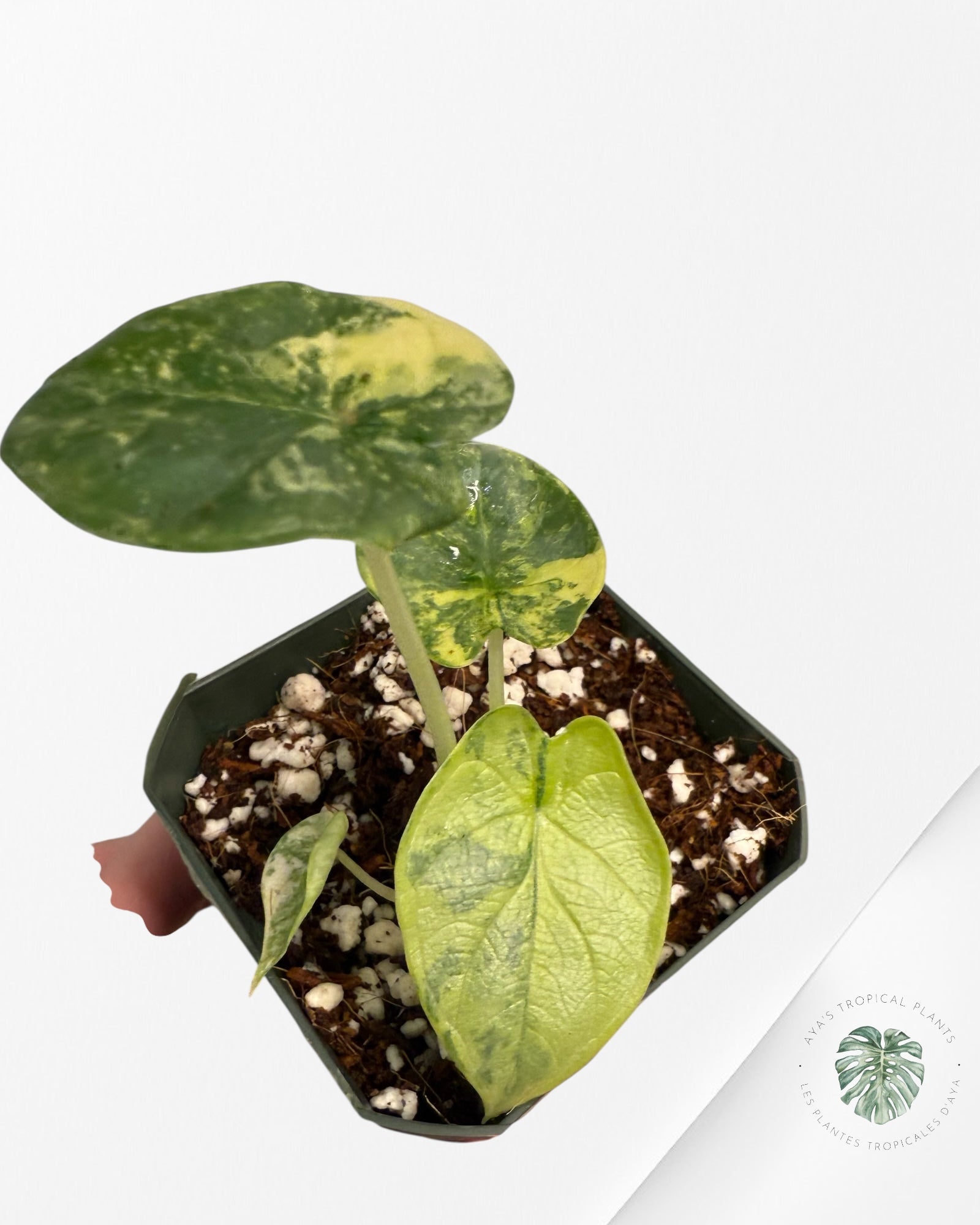 Alocasia Silver Dragon Aurea Variegated- GG