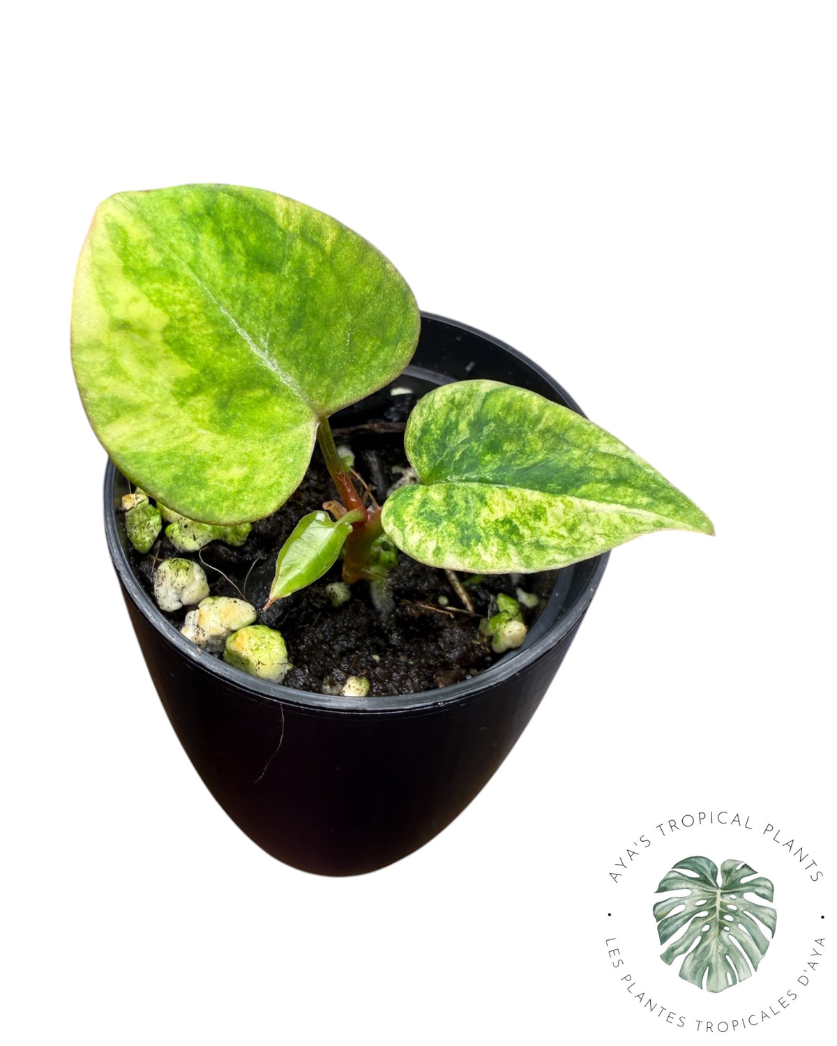 Anthurium Papillilaminum X Magnificum Panaché