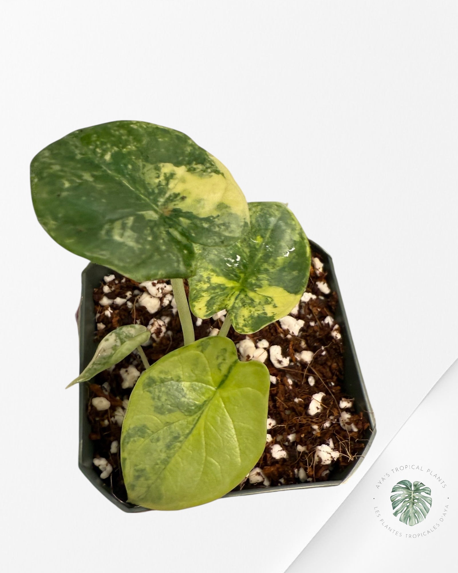 Alocasia Silver Dragon Aurea Variegated- GG