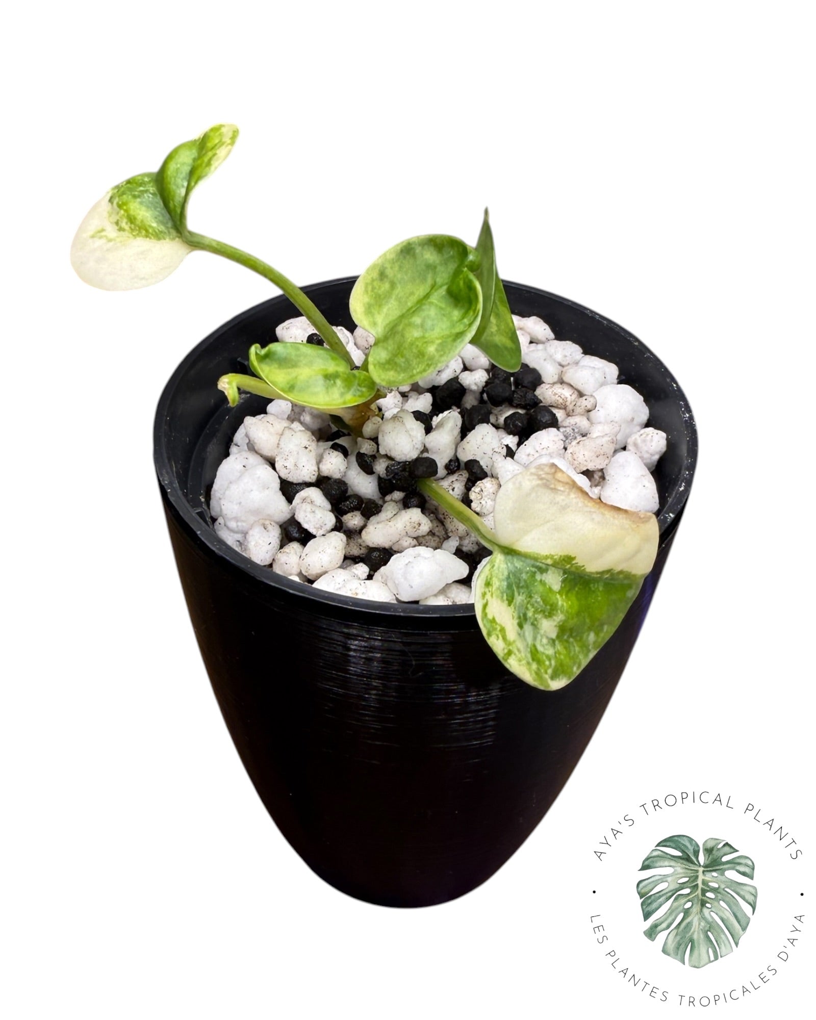 Anthurium Clarinervium Aurea Panaché