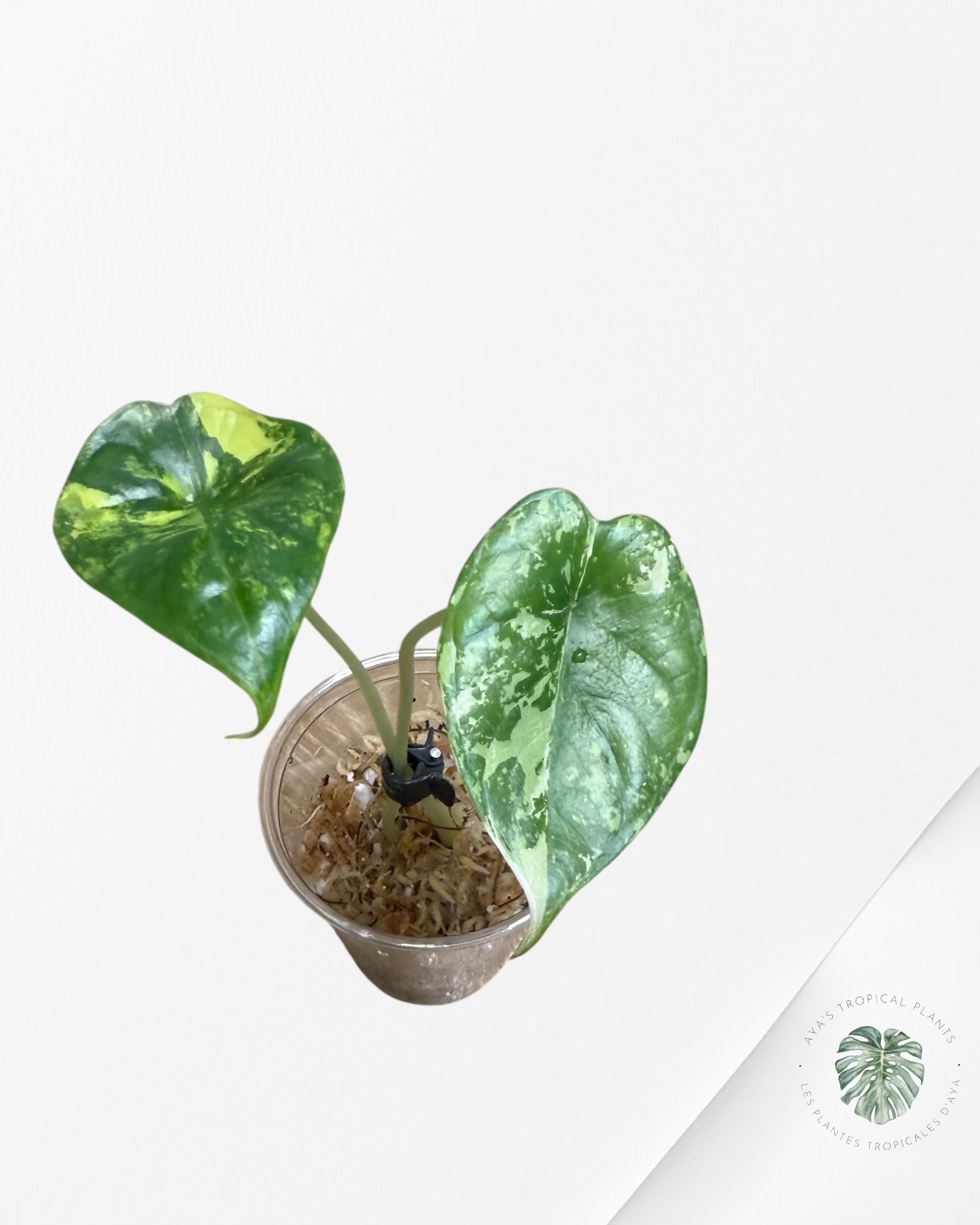 Alocasia Dragon Scale Variegated Aurea -NO