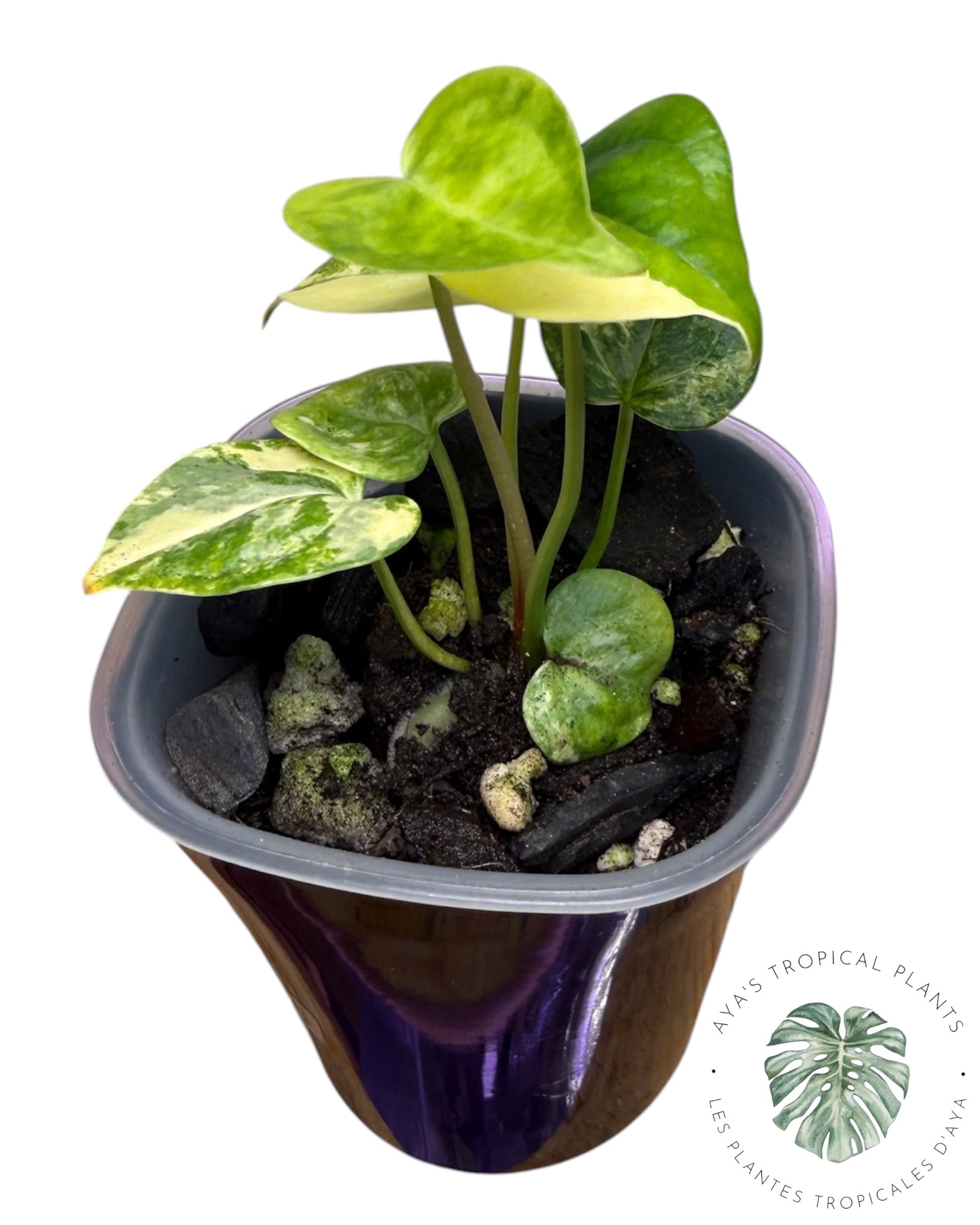 Anthurium Clarinervium Aurea Variegated