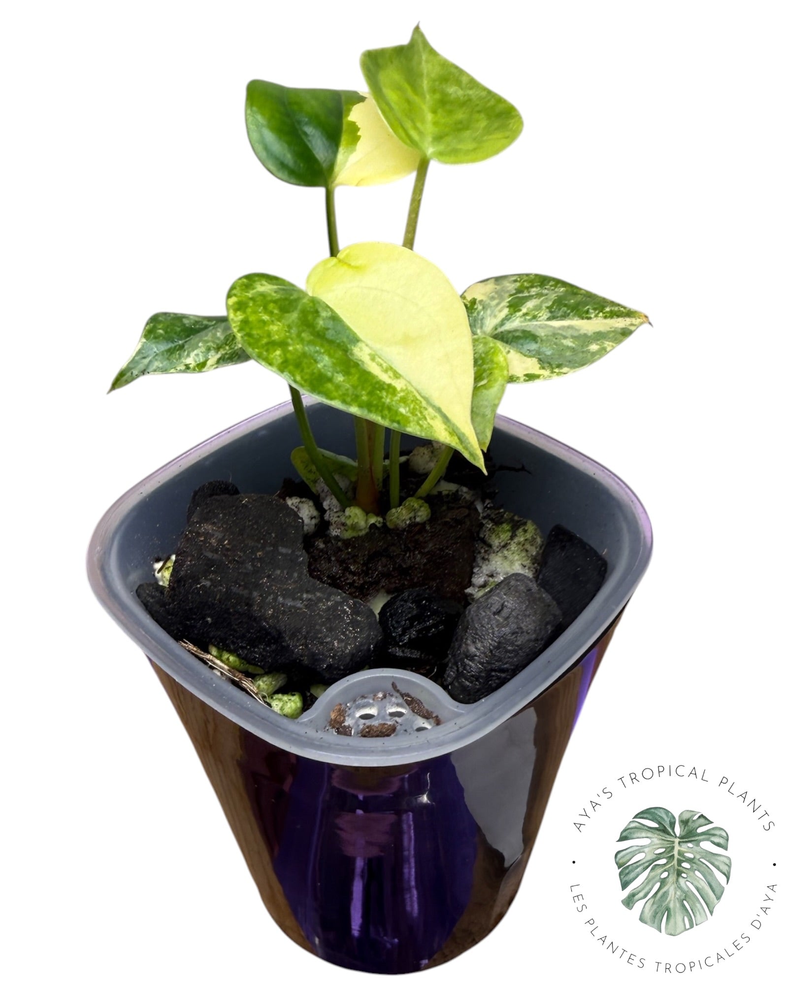 Anthurium Clarinervium Aurea Variegated