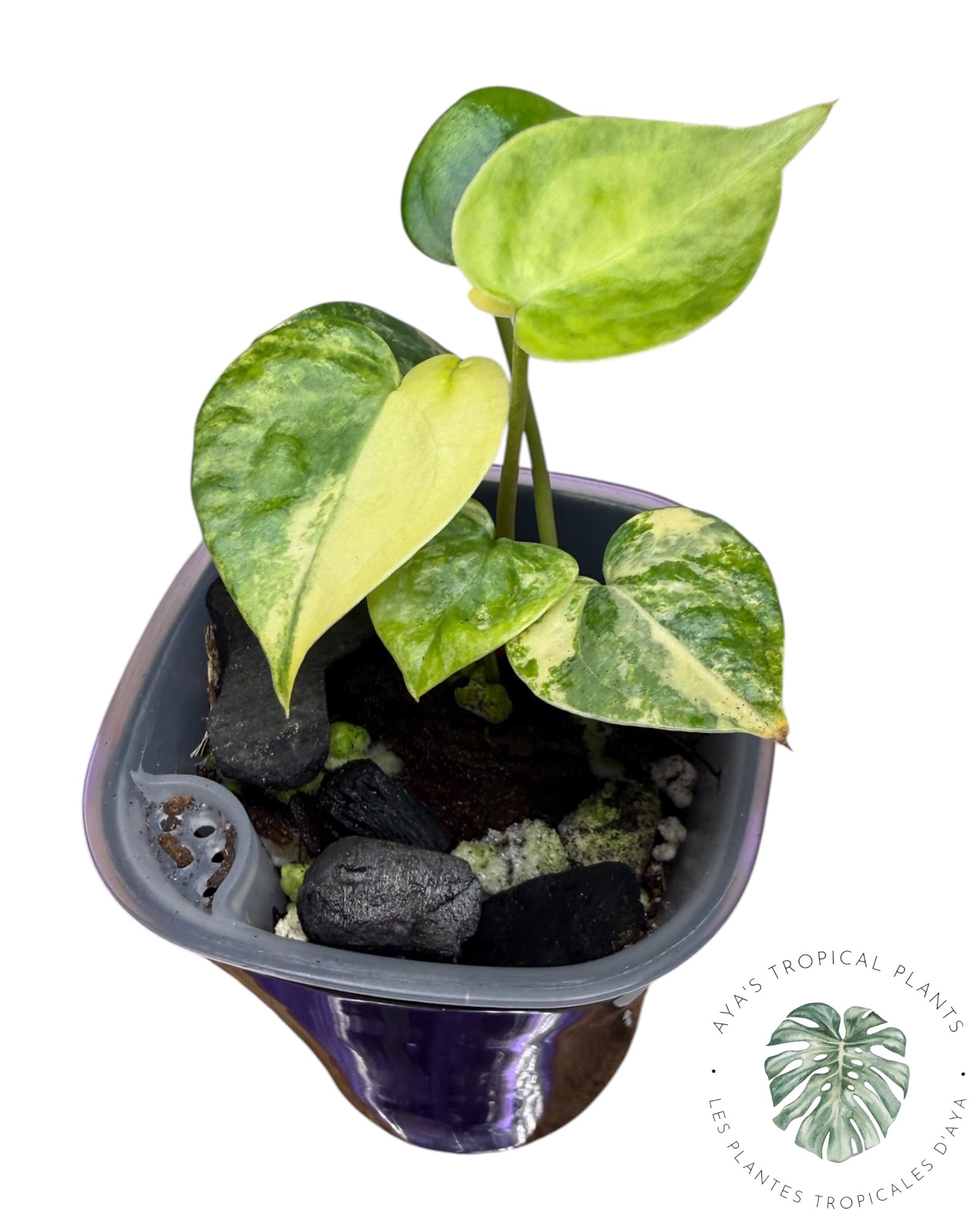 Anthurium Clarinervium Aurea Variegated