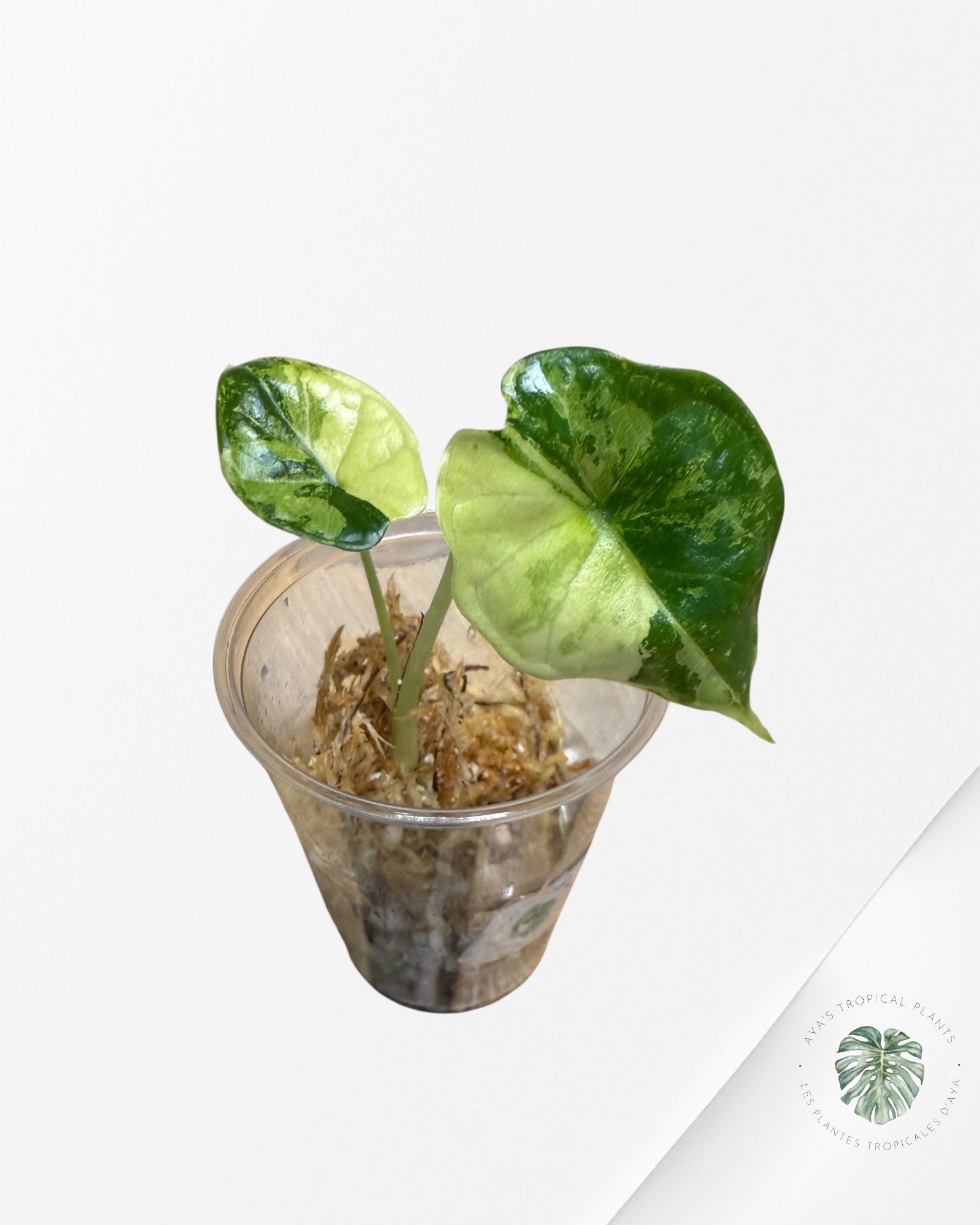 Alocasia Dragon Scale Variegated Aurea-JJ