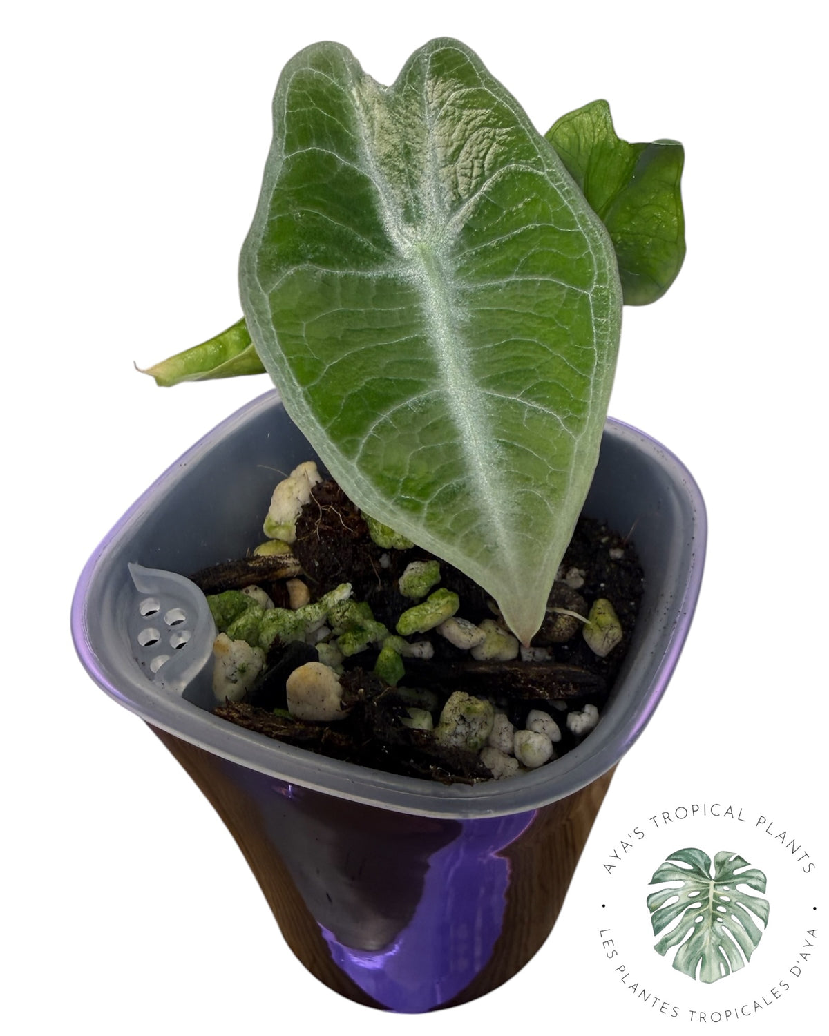 Alocasia Longiloba Pourpre