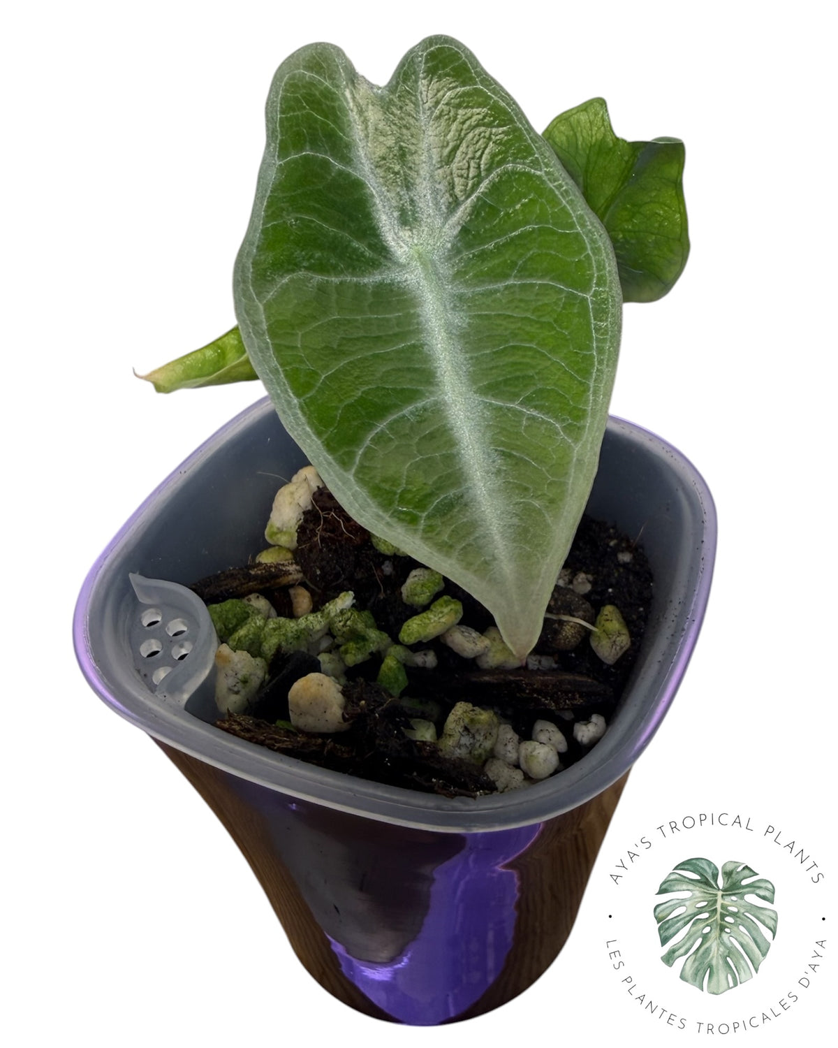 Alocasia Longiloba Pourpre