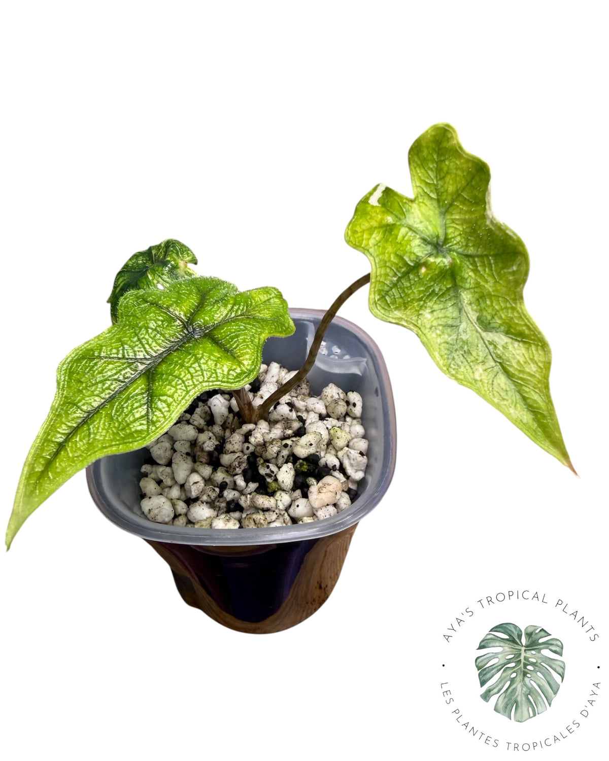 Alocasia Jacklyn Mystic panaché