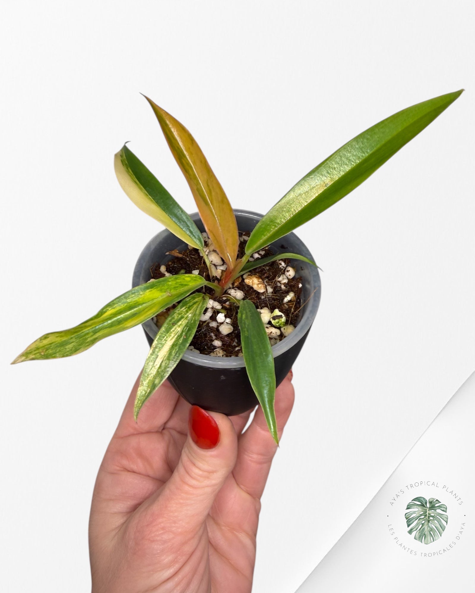 Philodendron Caramel Marble