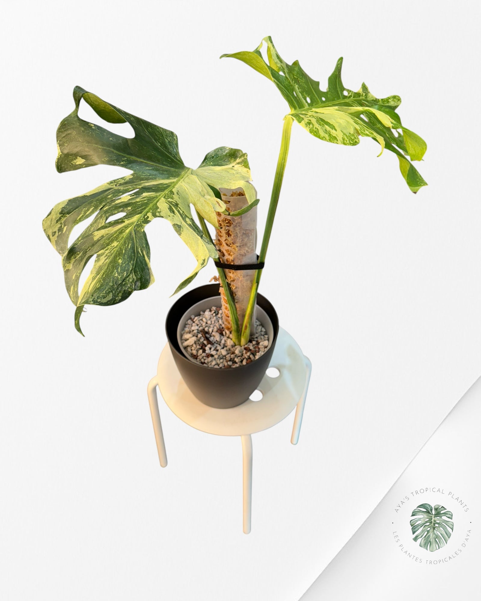 Monstera Ocean Mint