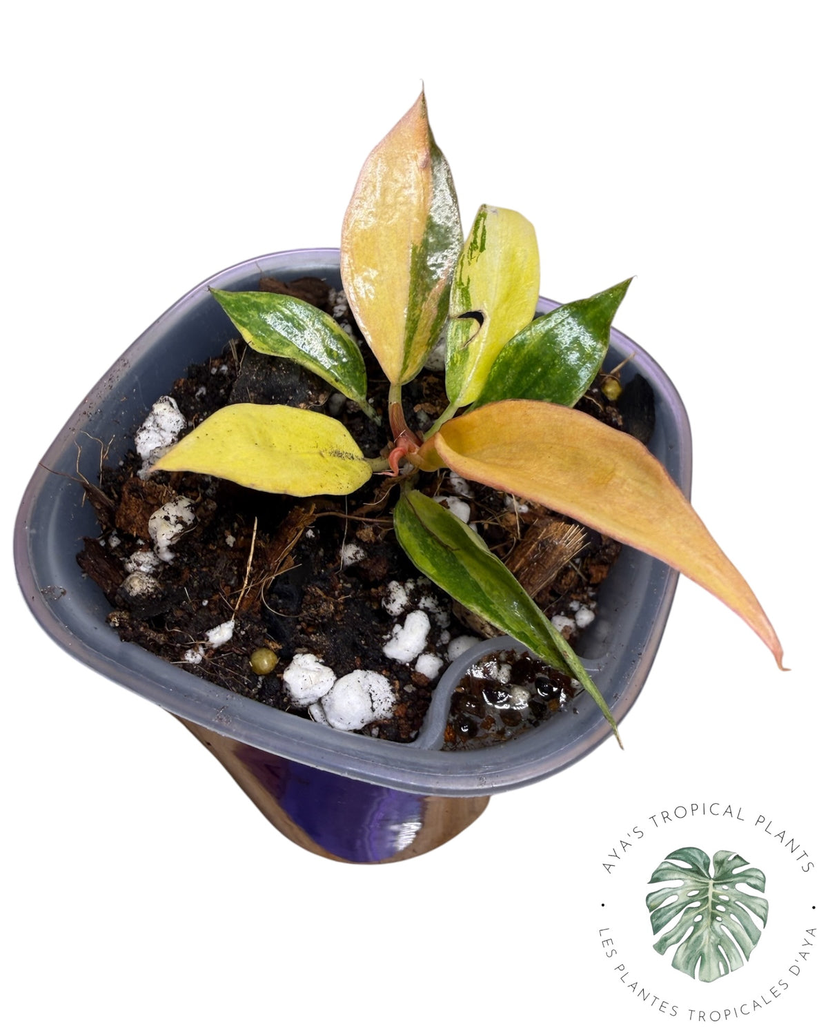 Philodendron Caramel Fire Tiger