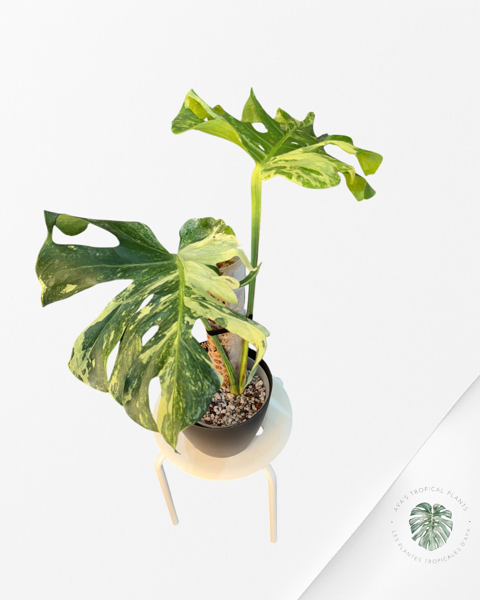 Monstera Ocean Mint