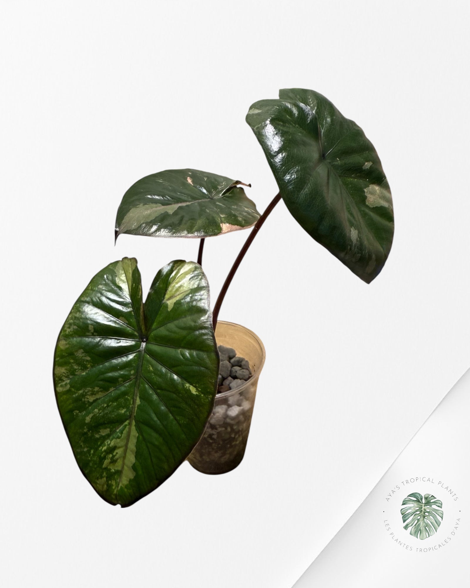 Alocasia Yucatan Princess Variegated