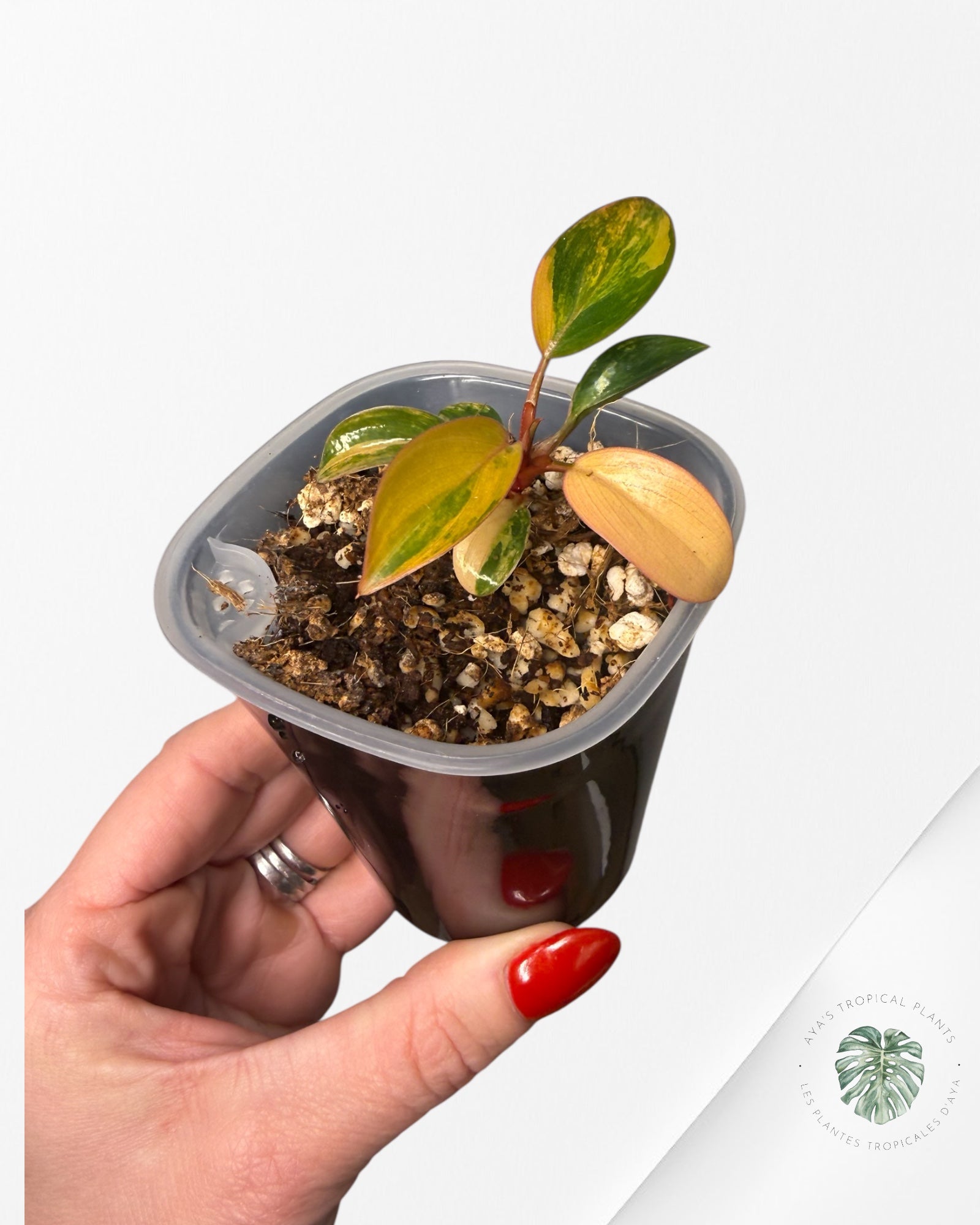 Philodendron Red Congo Variegated