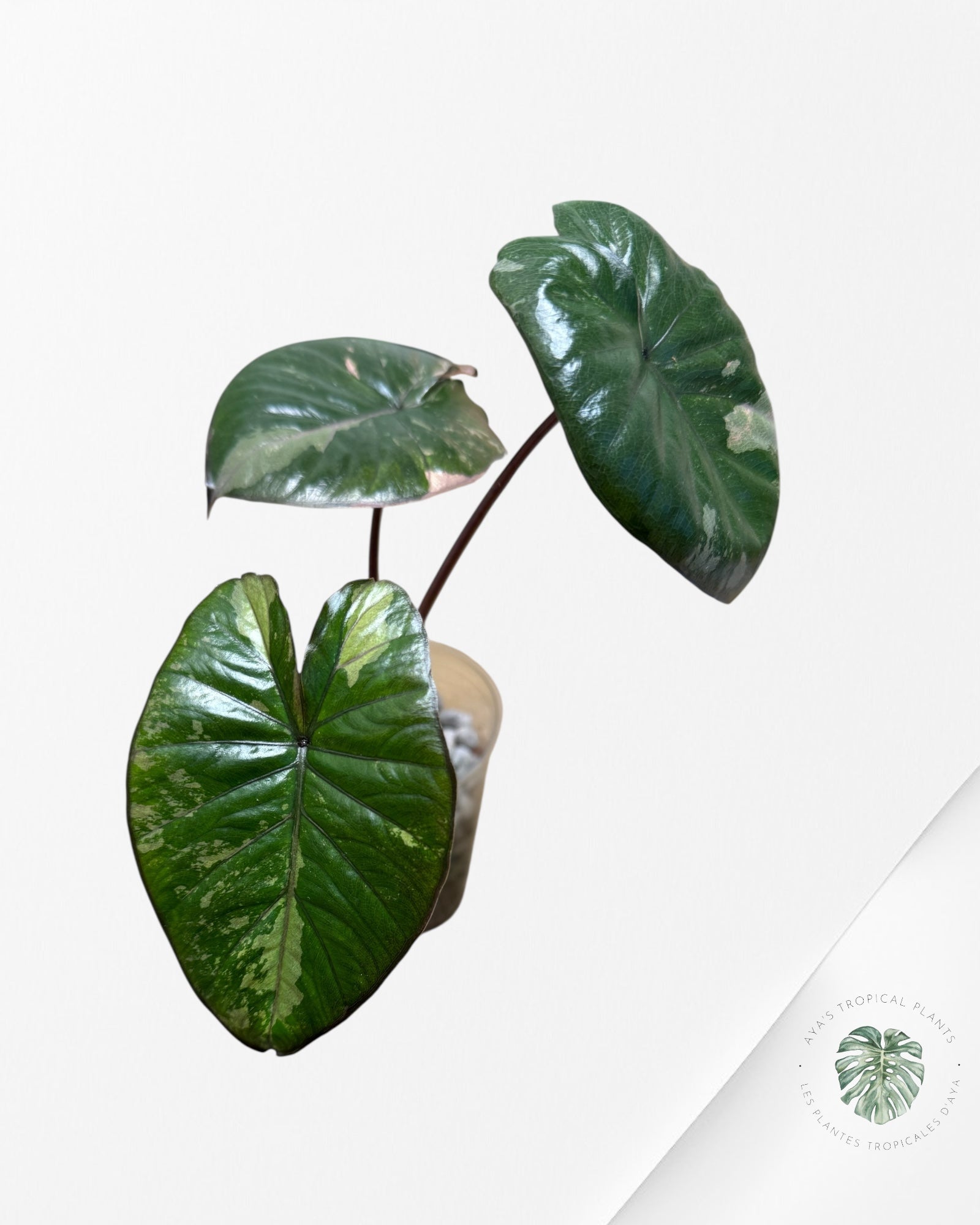 Alocasia Yucatan Princess Variegated