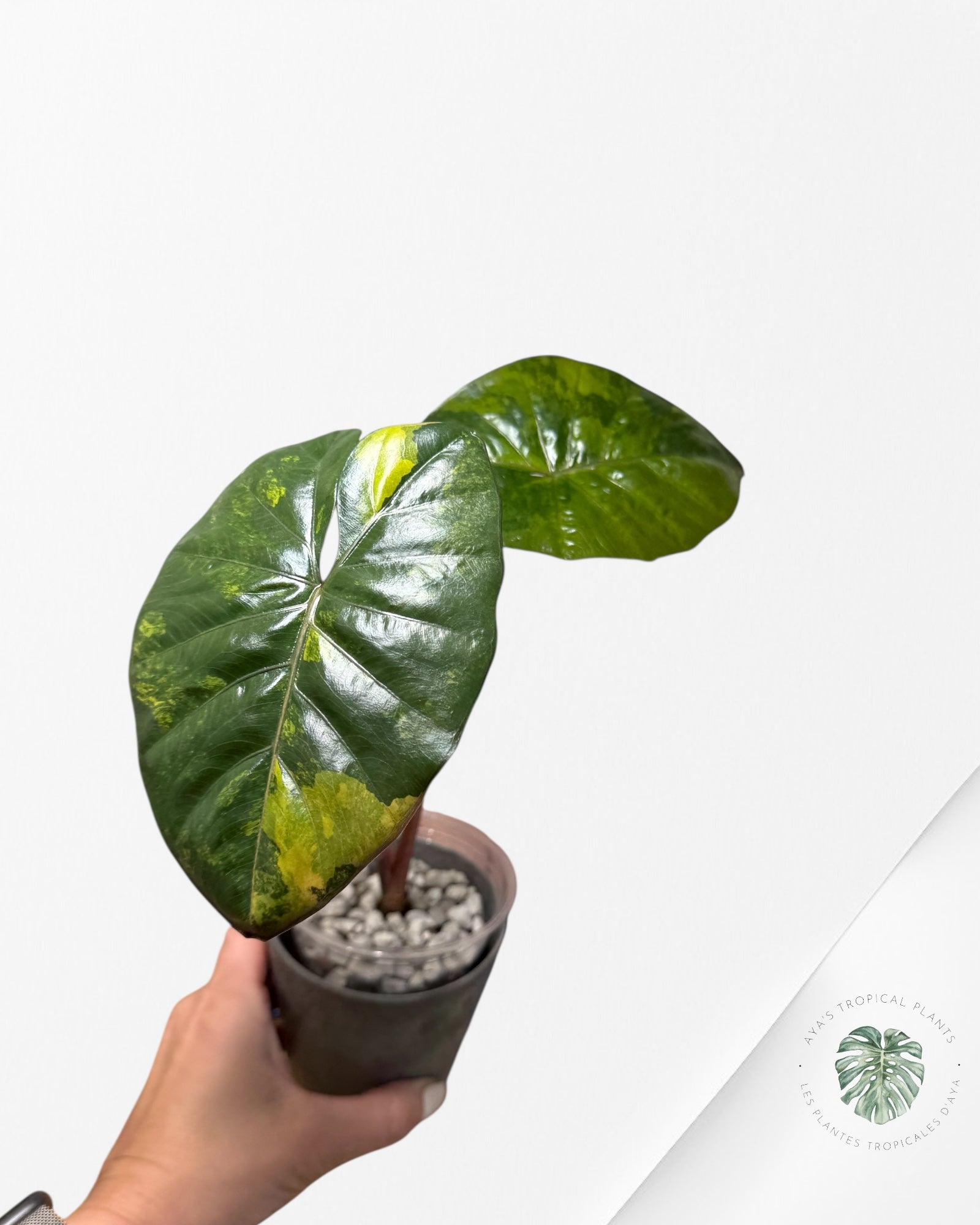 Alocasia Yucatan Princess Variegated (aurea)