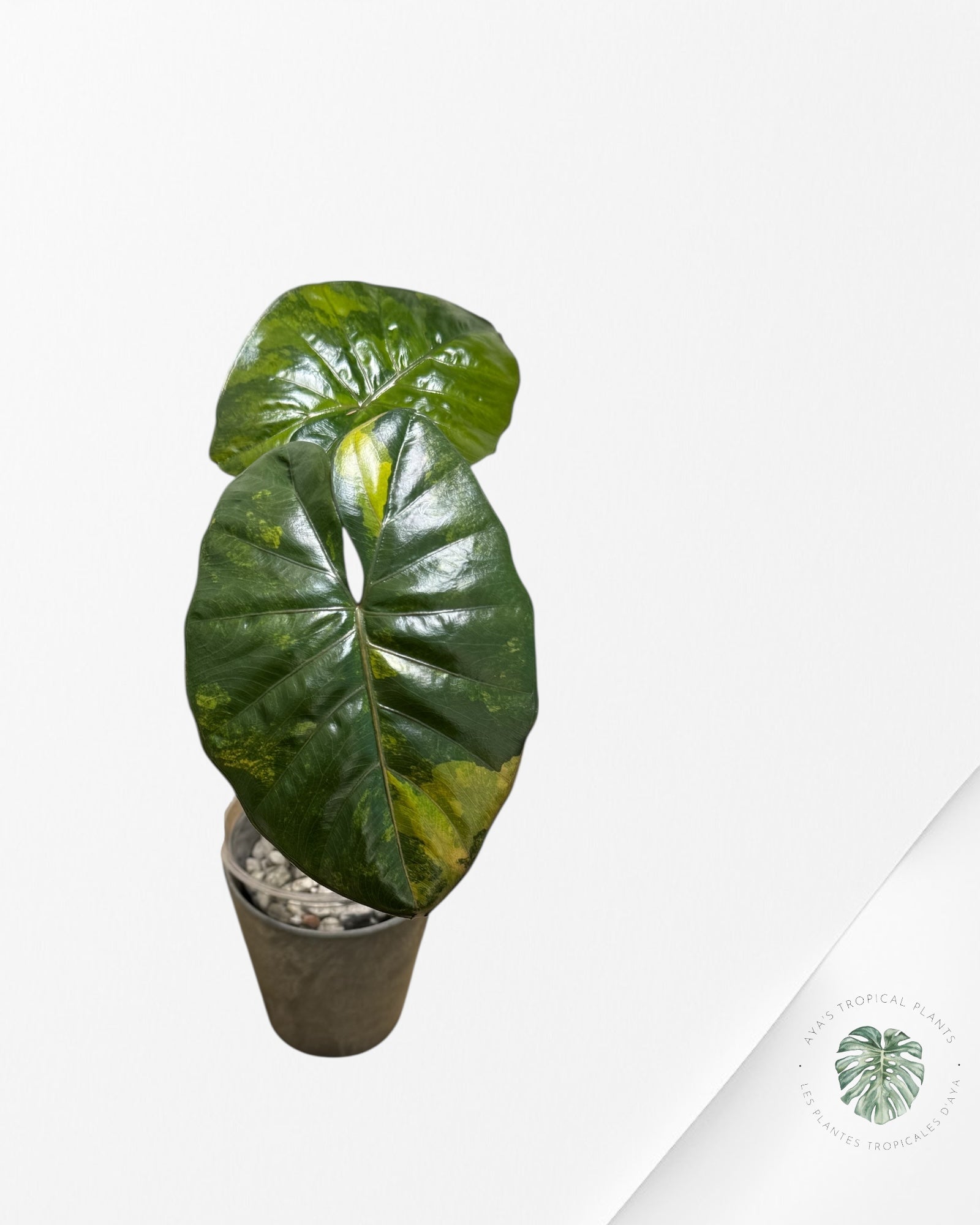 Alocasia Yucatan Princess Variegated (aurea)