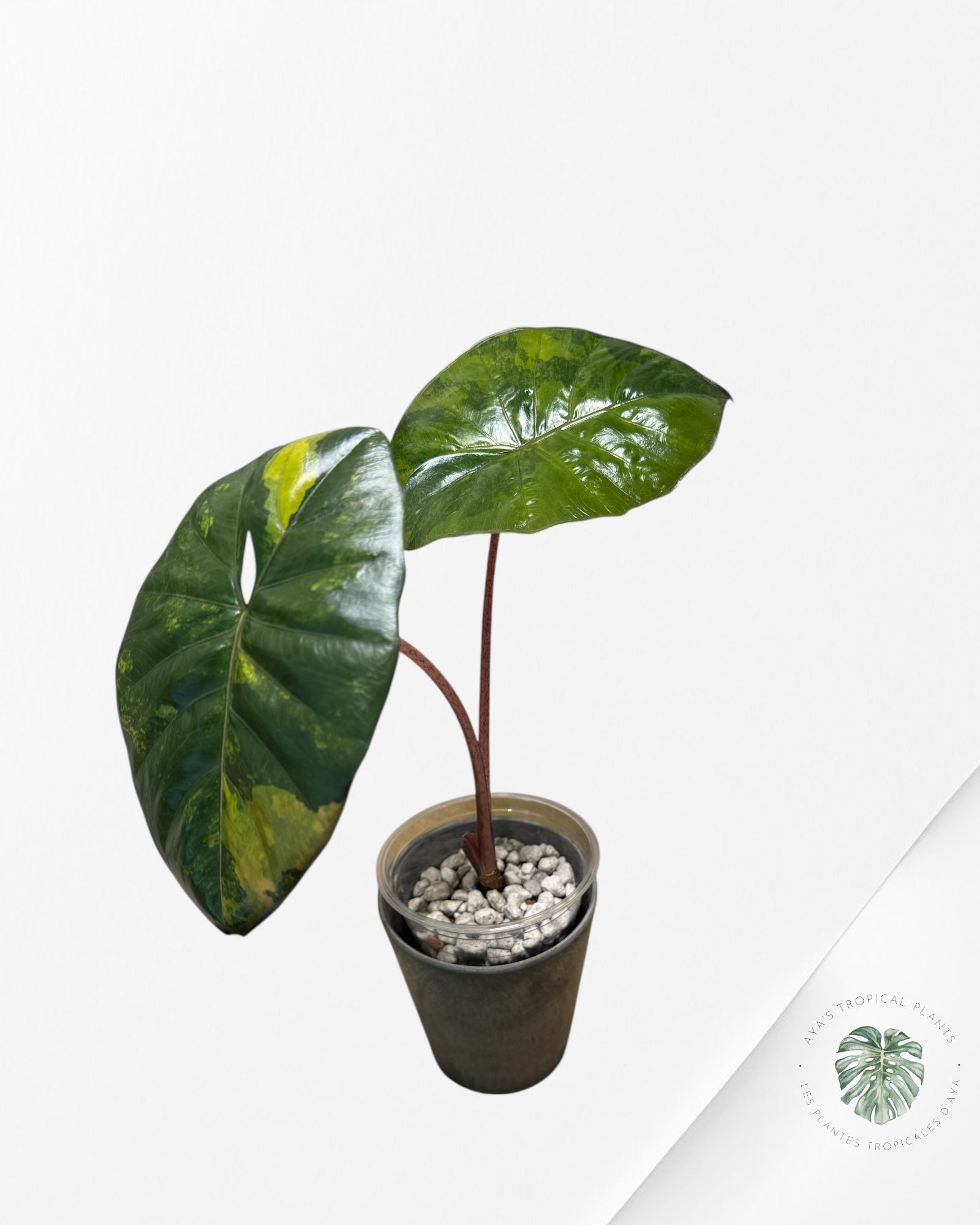 Alocasia Yucatan Princess Variegated (aurea)