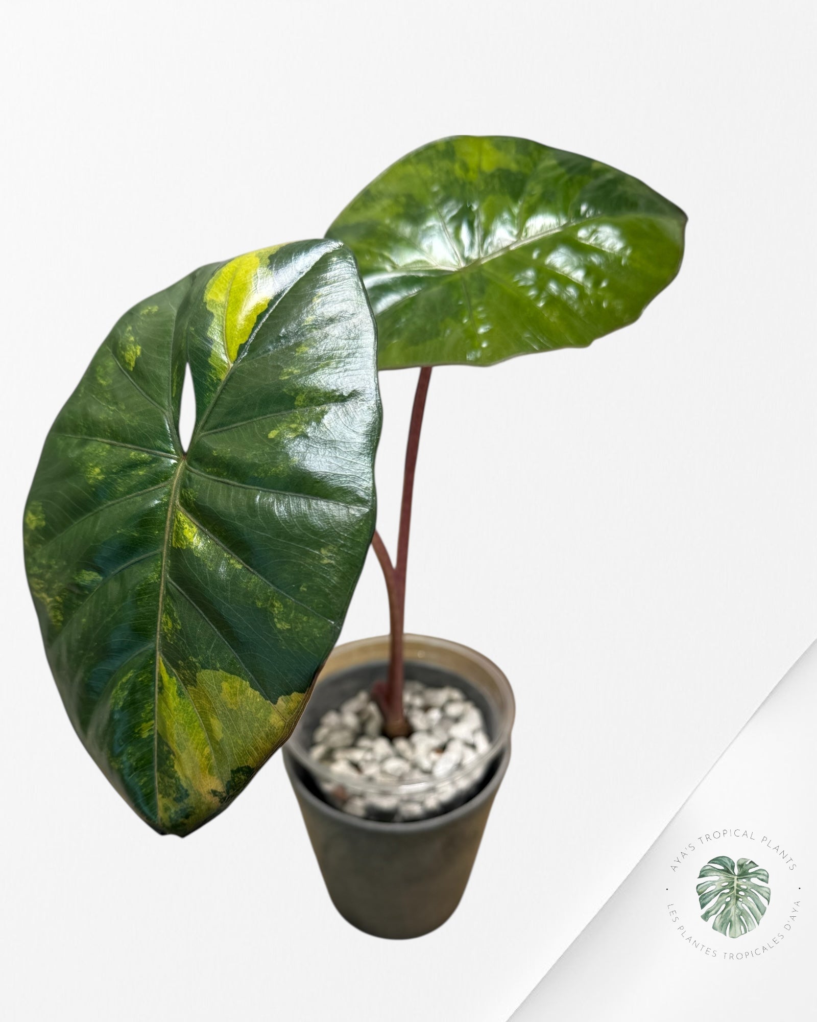 Alocasia Yucatan Princess Variegated (aurea)
