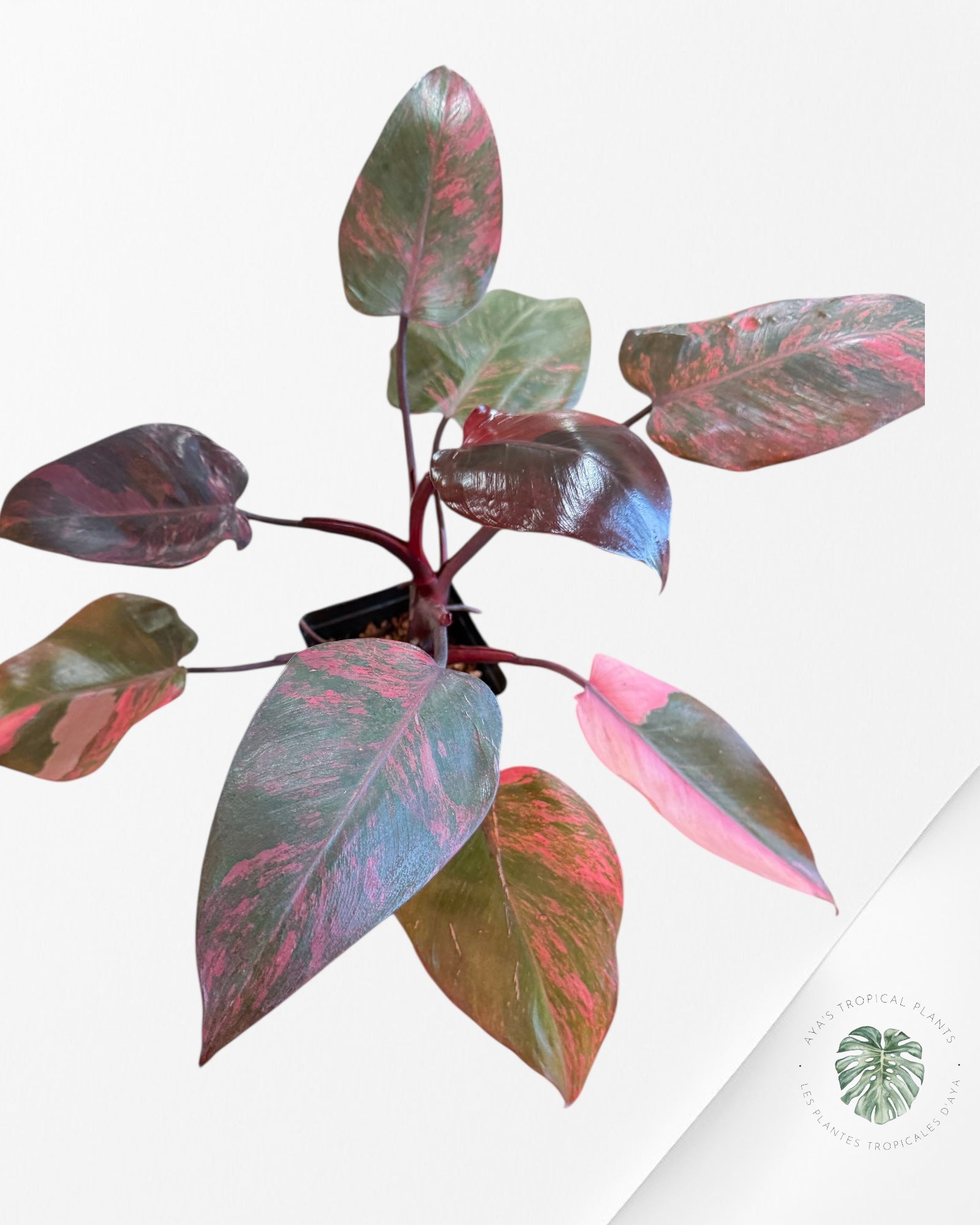 Philodendron Pink Princess Tricolor