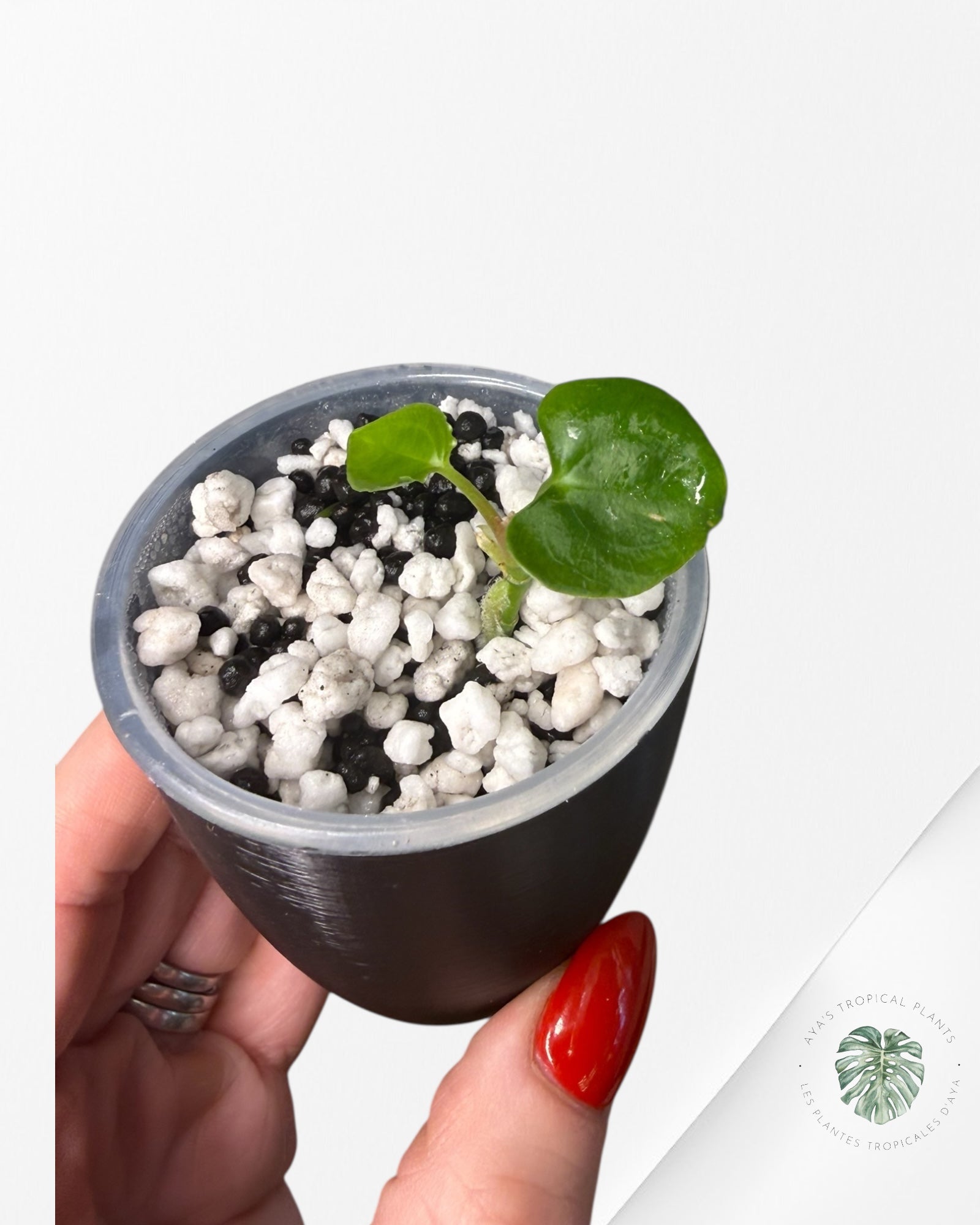 Anthurium Black Magic